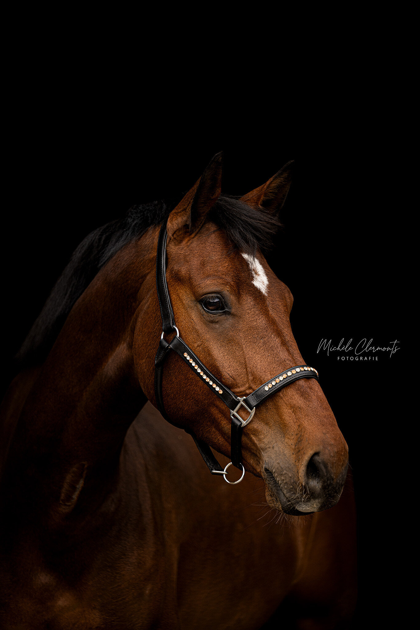 DSC_1455-paardenfotografie-michele-clermonts-fotografie