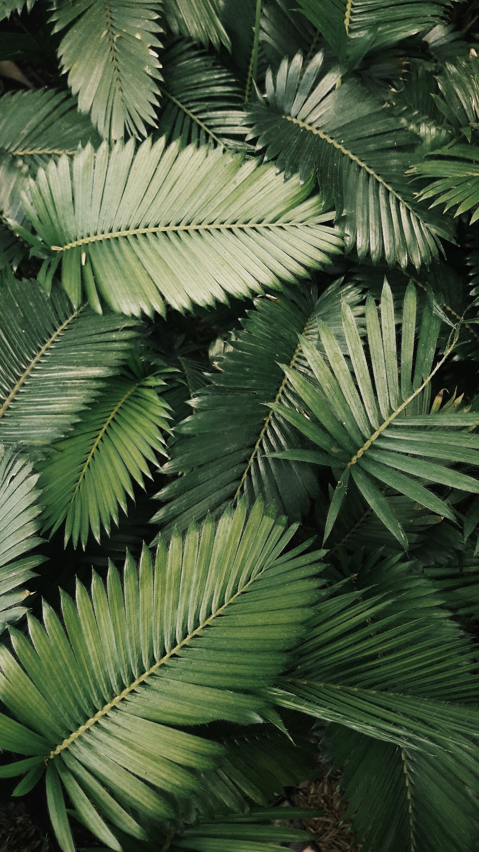 vickholius-nugroho-jt6QxZwSOCQ-unsplash