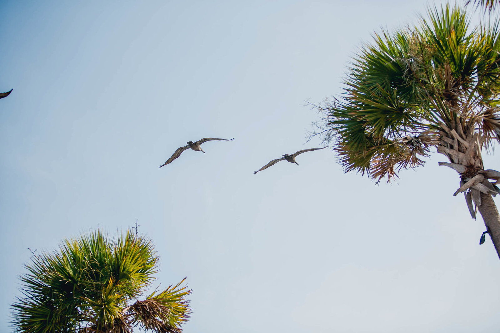 Ceremony is set up by palm trees, Seabrook Island Club, Charleston, South Carolina