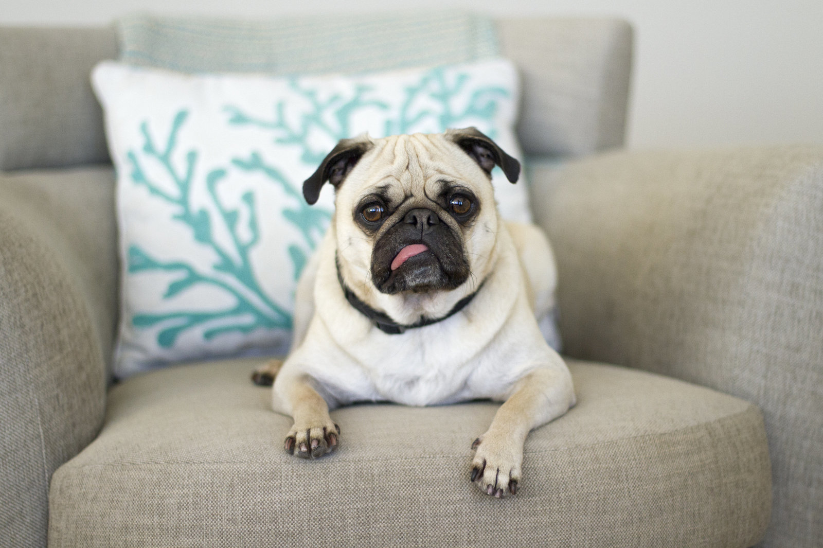 san diego dog photographer 2
