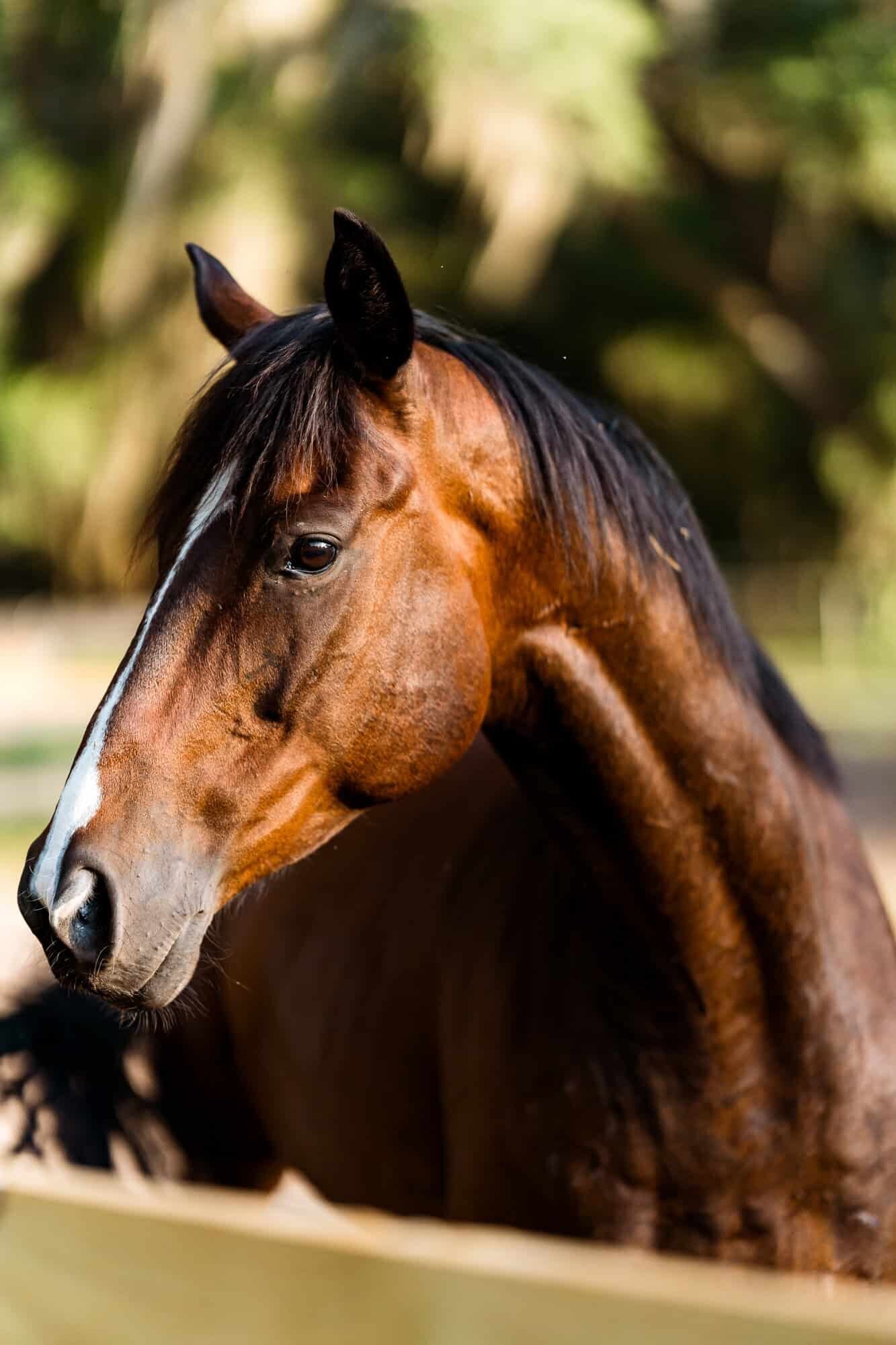 Horse Photographer in Ocala FL