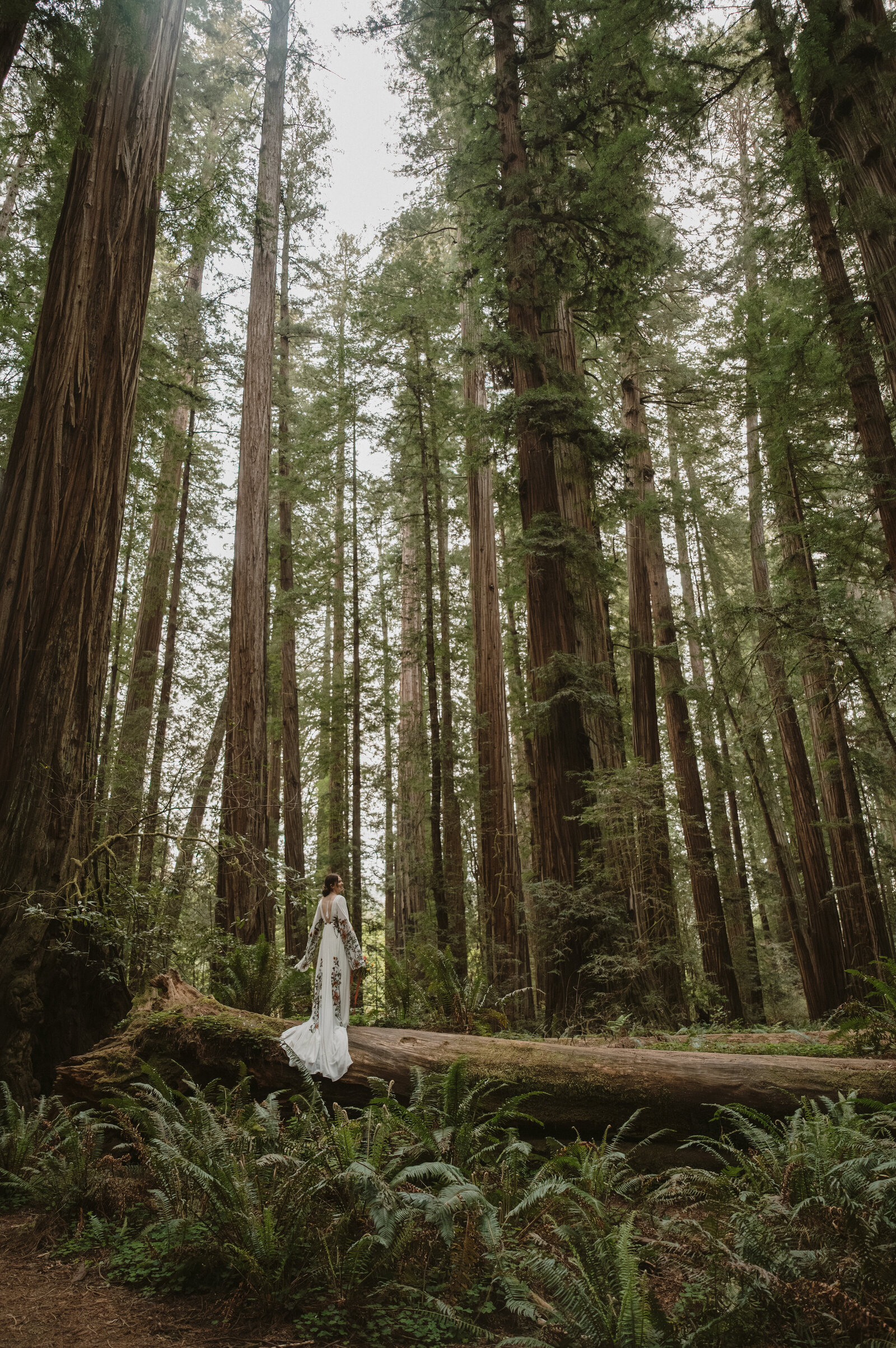 04-28-25_Redwoods-21