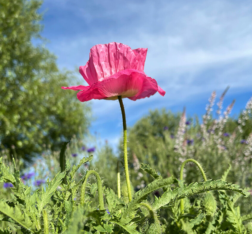 Pink Poppy