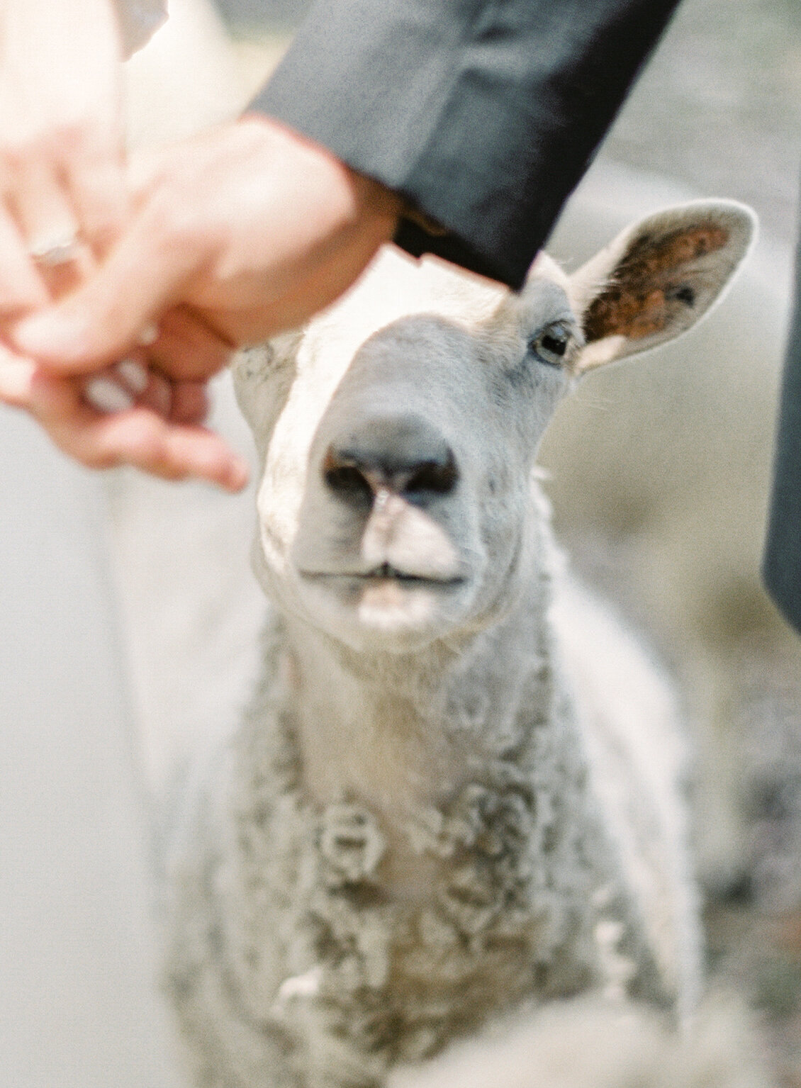 Sheep looking through couples hands and making eye contact with the camera. Photographed by wedding photographers in Charleston Amy Mulder Photography