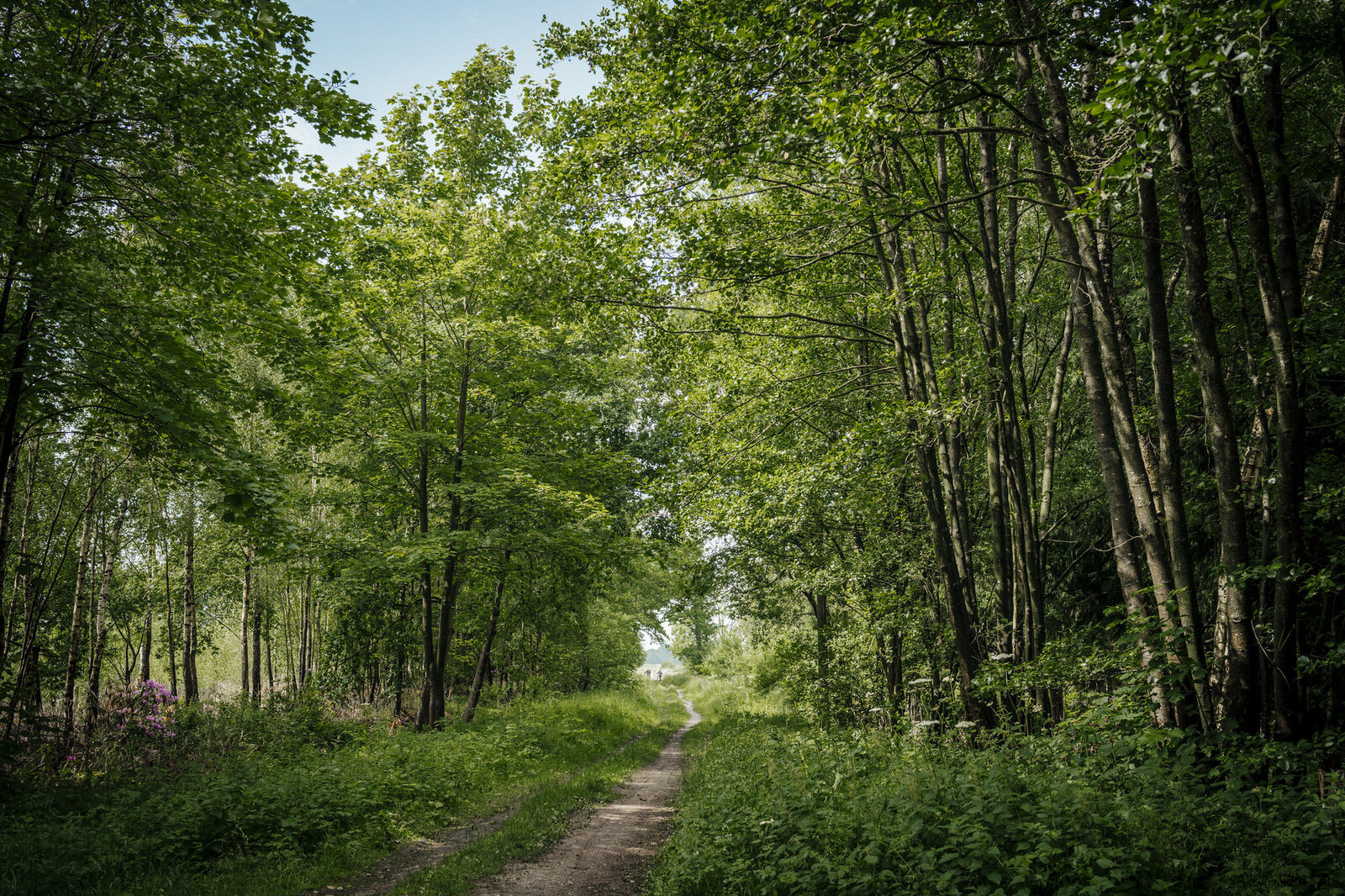 WSF_June2020_63