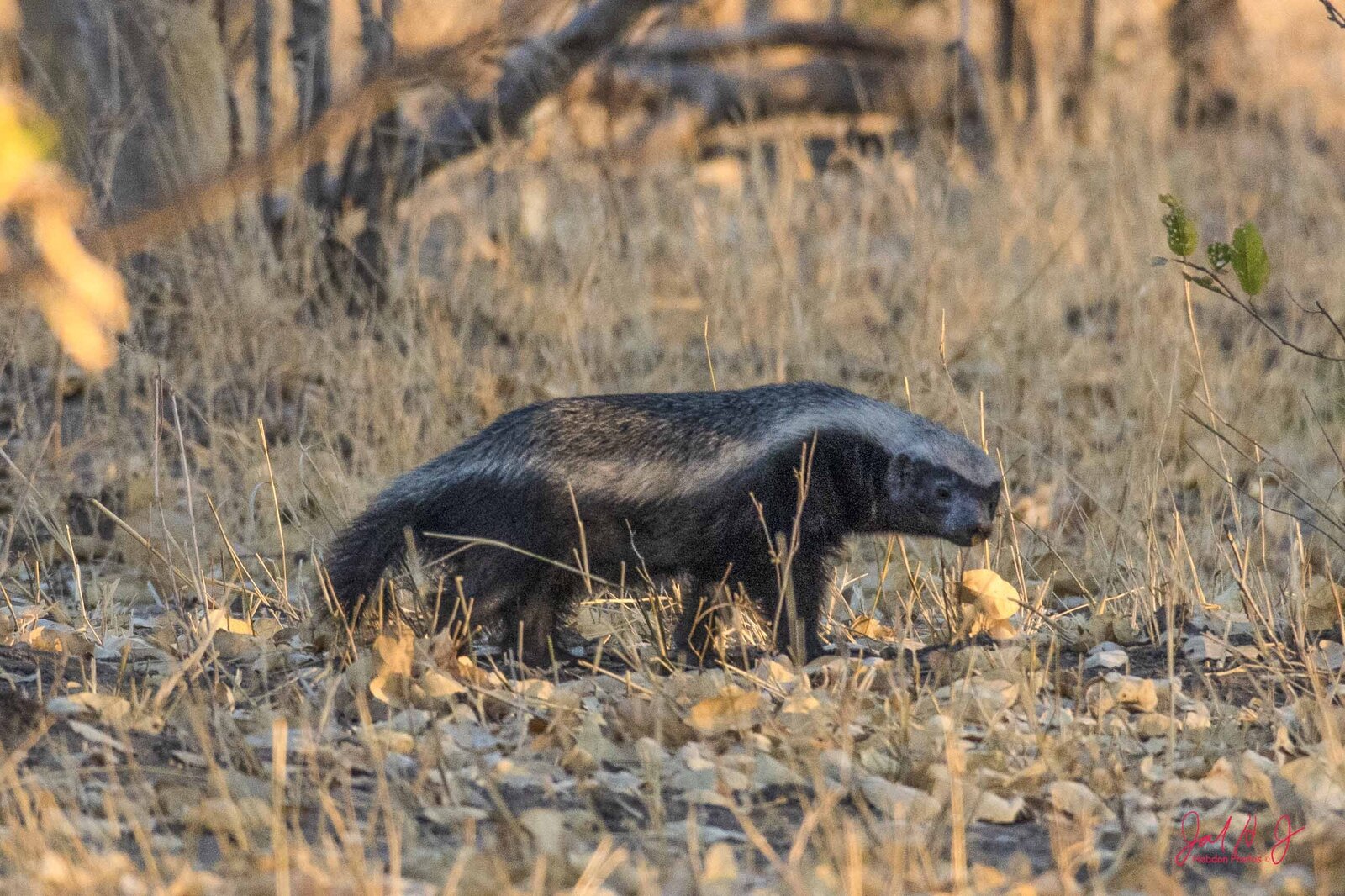 2019 Badger