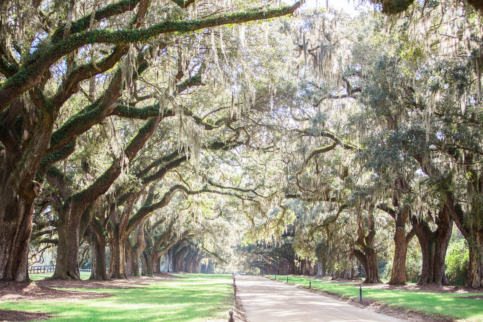 The avenue of oaks is breathtaking, Boone Hall Plantation, Charleston, South Carolina