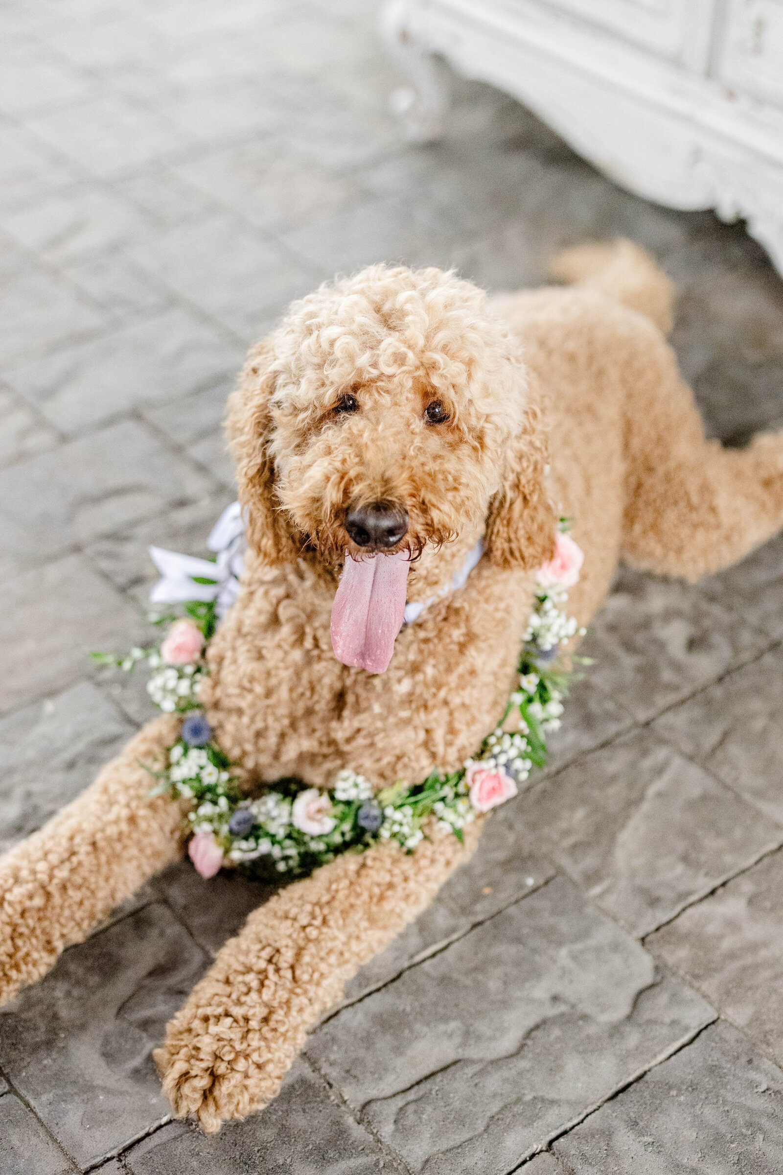 The Beloved Pup Photo Studio - Birmingham, Alabama Commercial Dog Photographer 55
