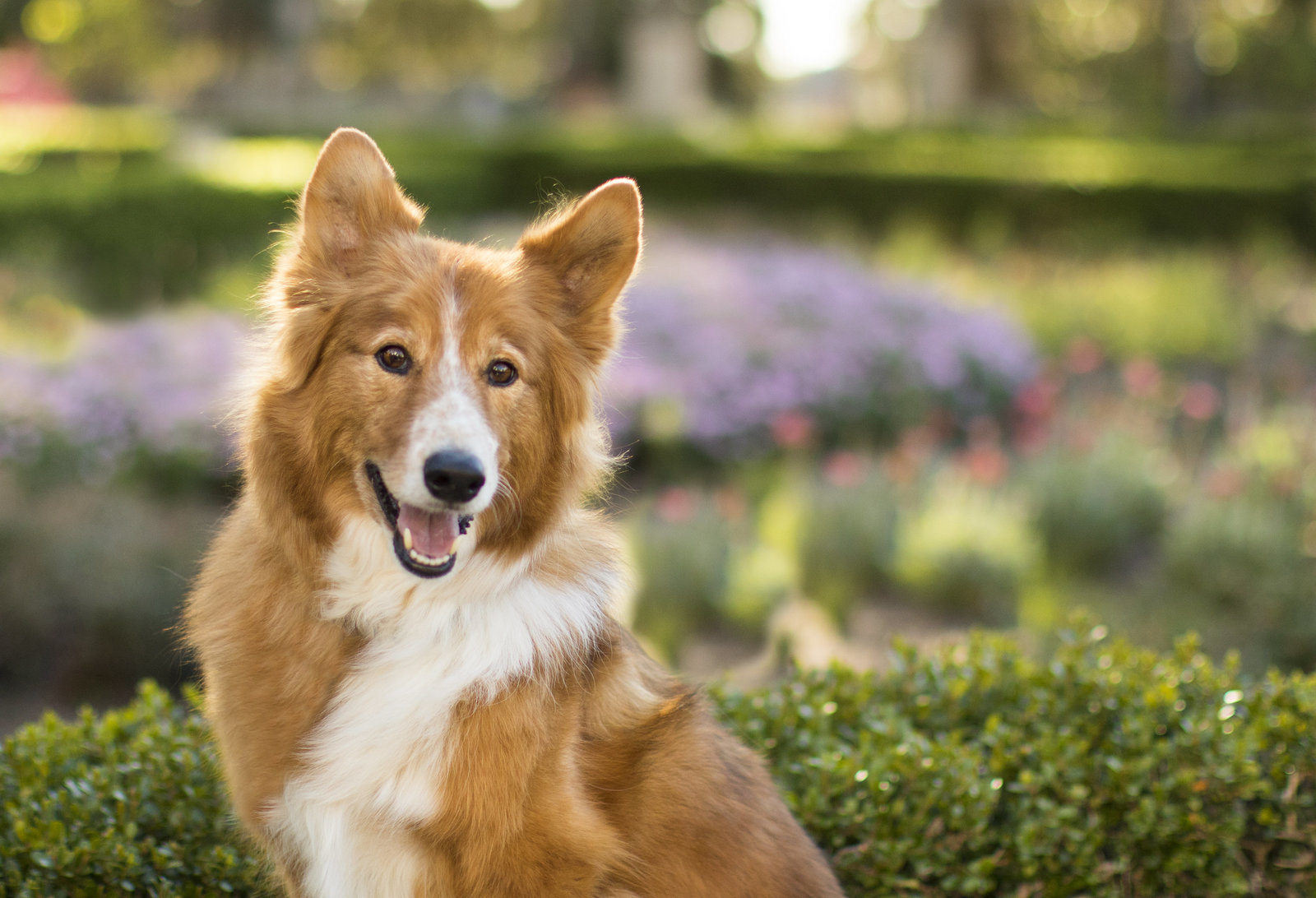 pet photographer