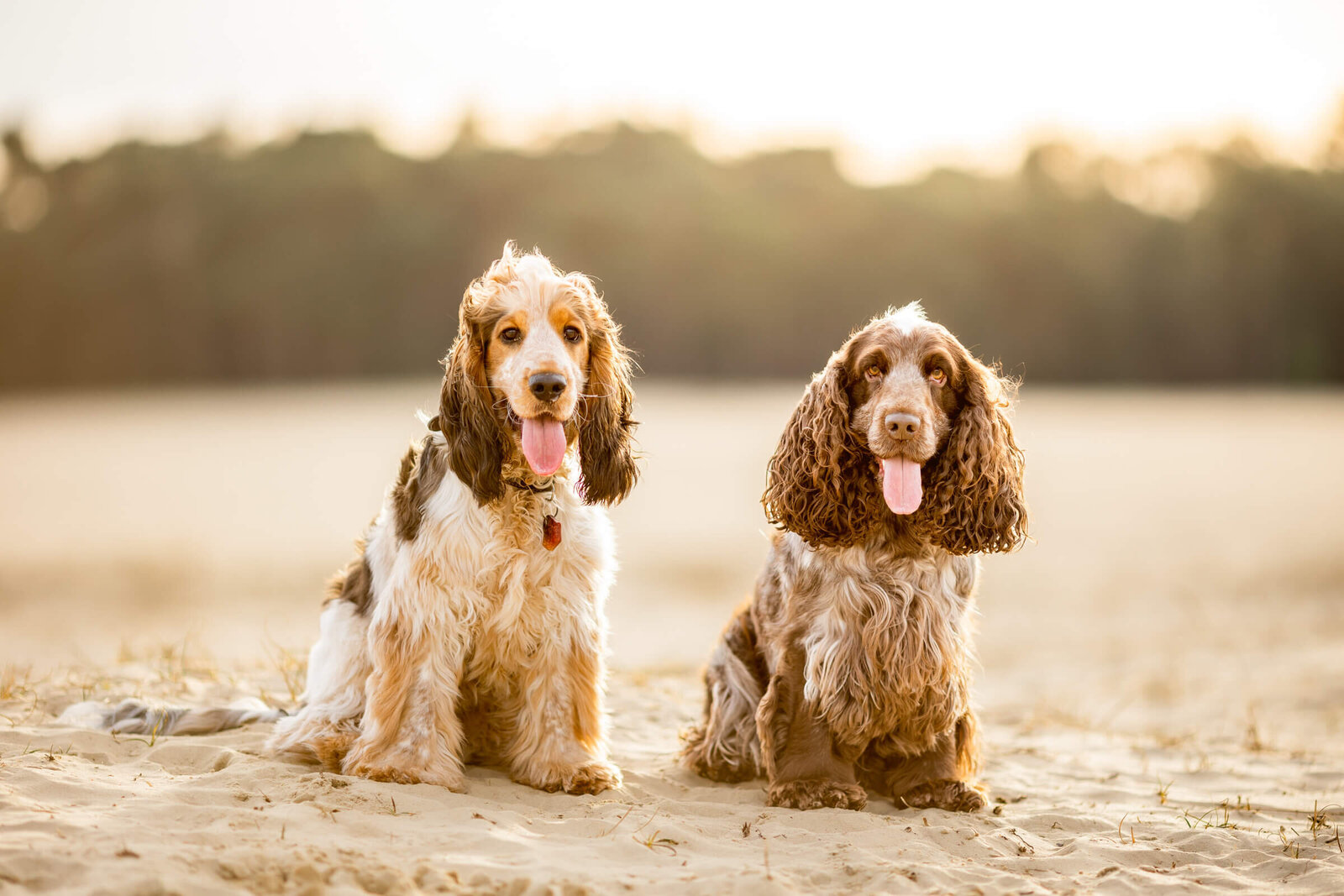 082-20220213-Pretty-Paws-honden-fotografie-loonse-en-drunense-duinen-engelse-cocker-spaniel-HR