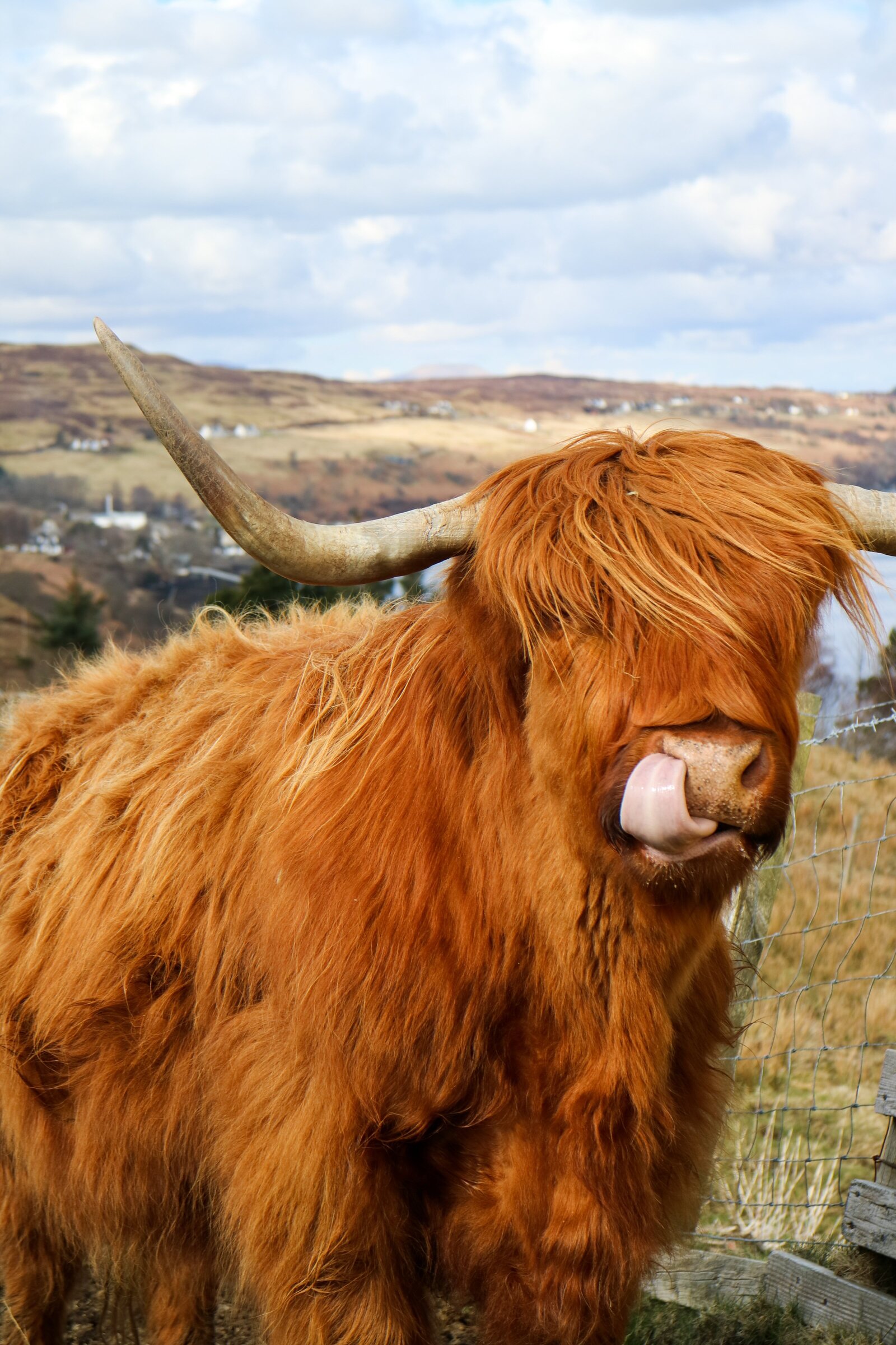 red highland cow sticking his tongue in his nose, scotland