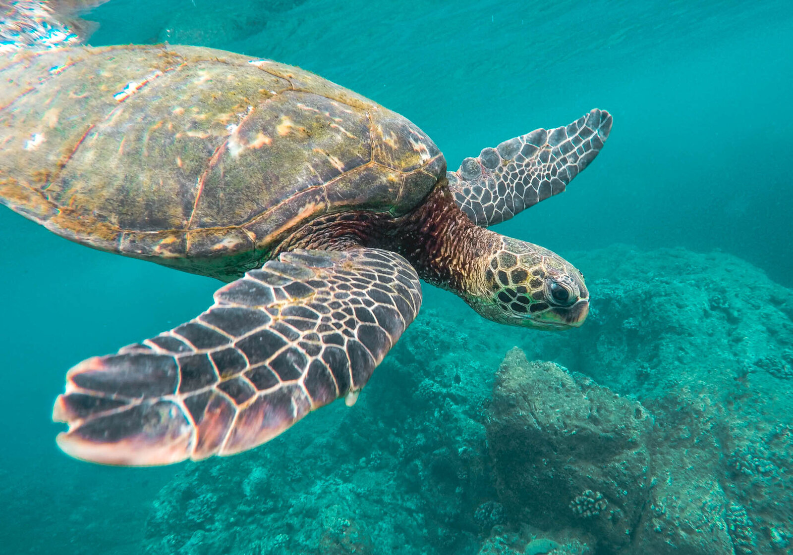 Underwater Sea Turtle