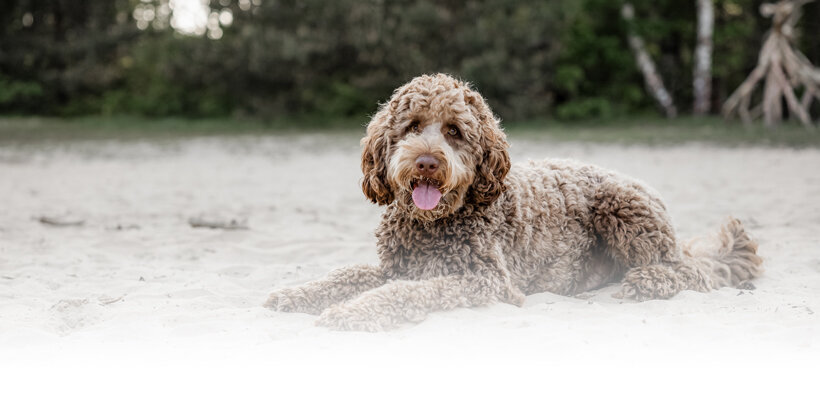 Honden fotograaf Den Bosch