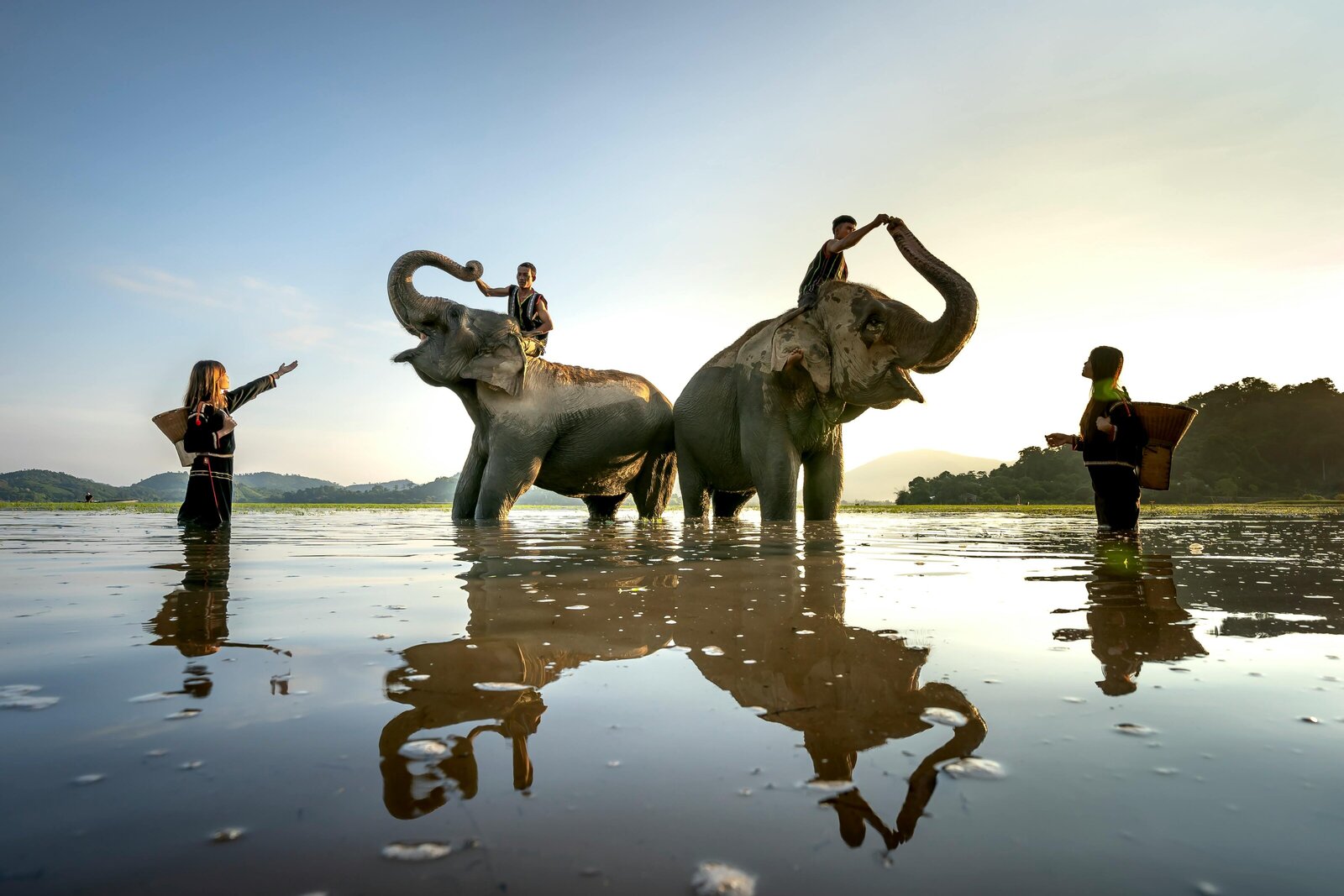 Thailand Elephants