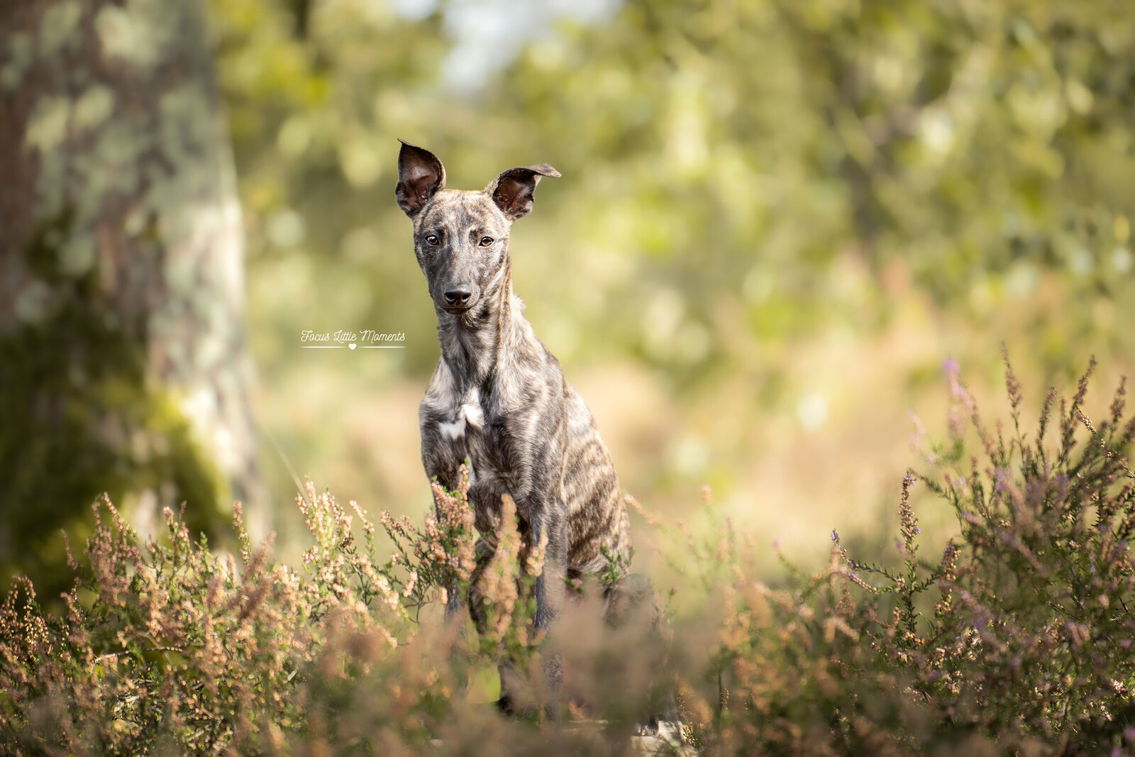 _DSC3774-bewerkt
