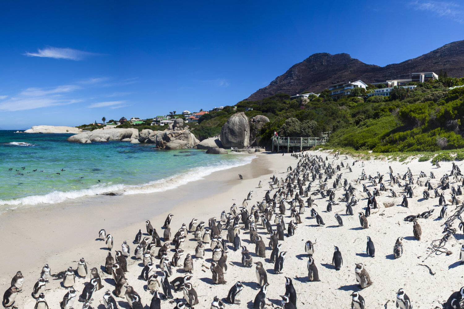 Reis_met_kinderen-Zuid-Afrika-Simonstown