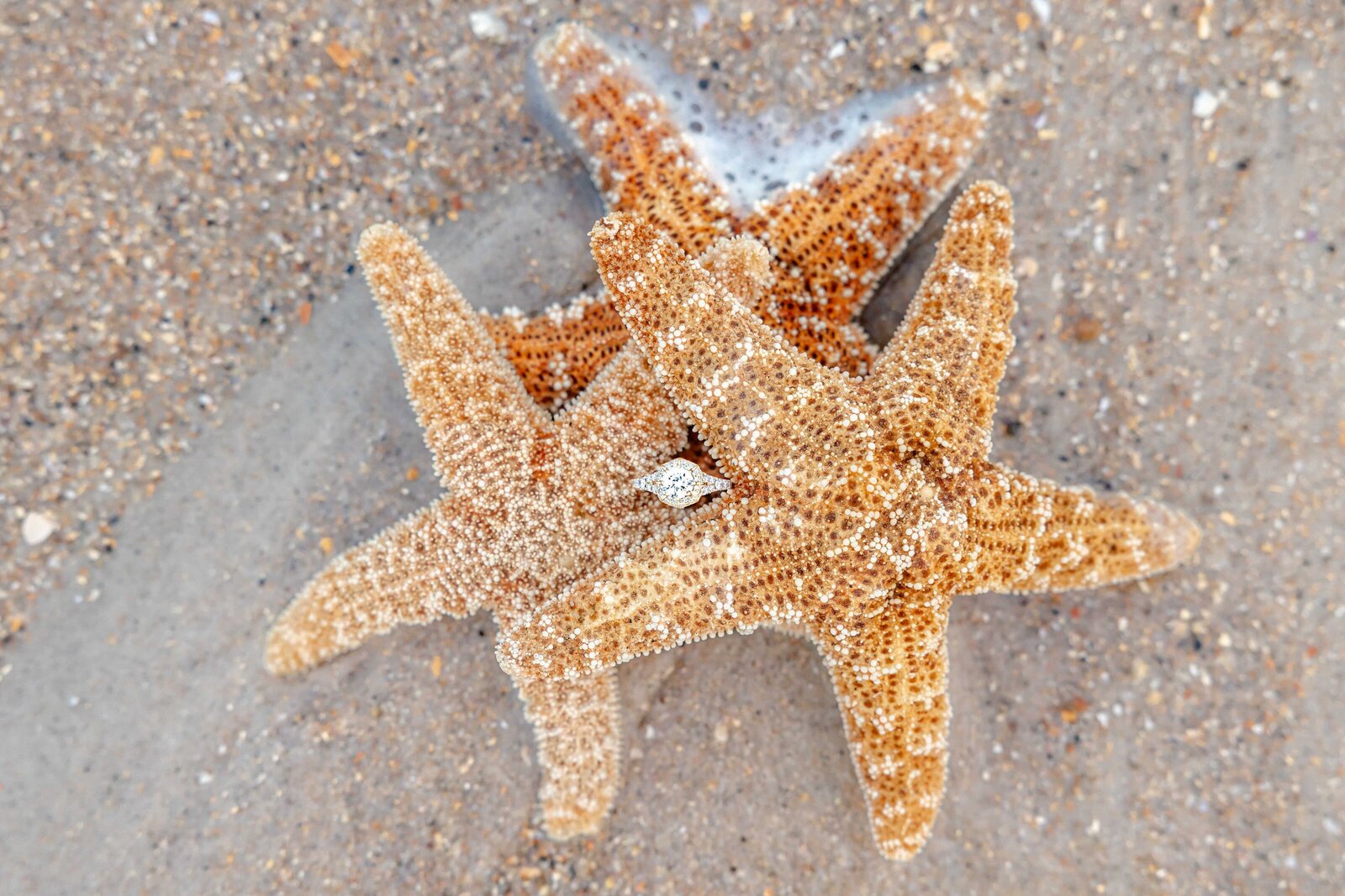 A close-up of two starfish on the sandy beach, highlighting the natural beauty of Wilmington, NC. This artistic capture enhances the theme of elegant wedding photography, appealing to couples interested in destination wedding photographer services in North Carolina.