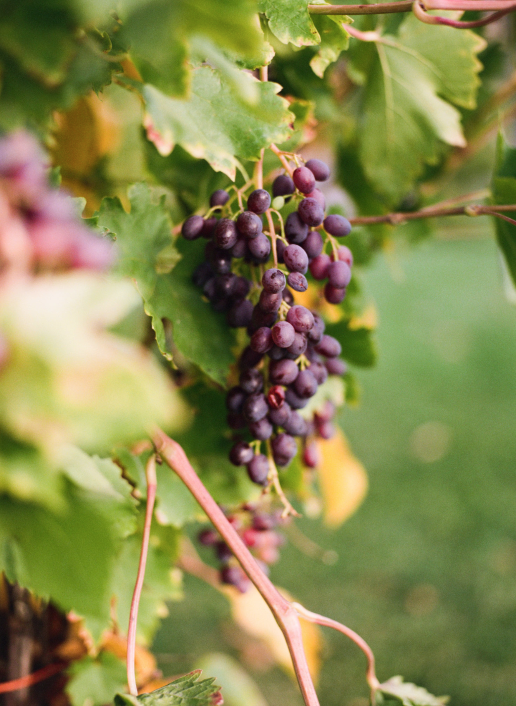 Screen Shot 2020-12-20 at 12.05.29 PM