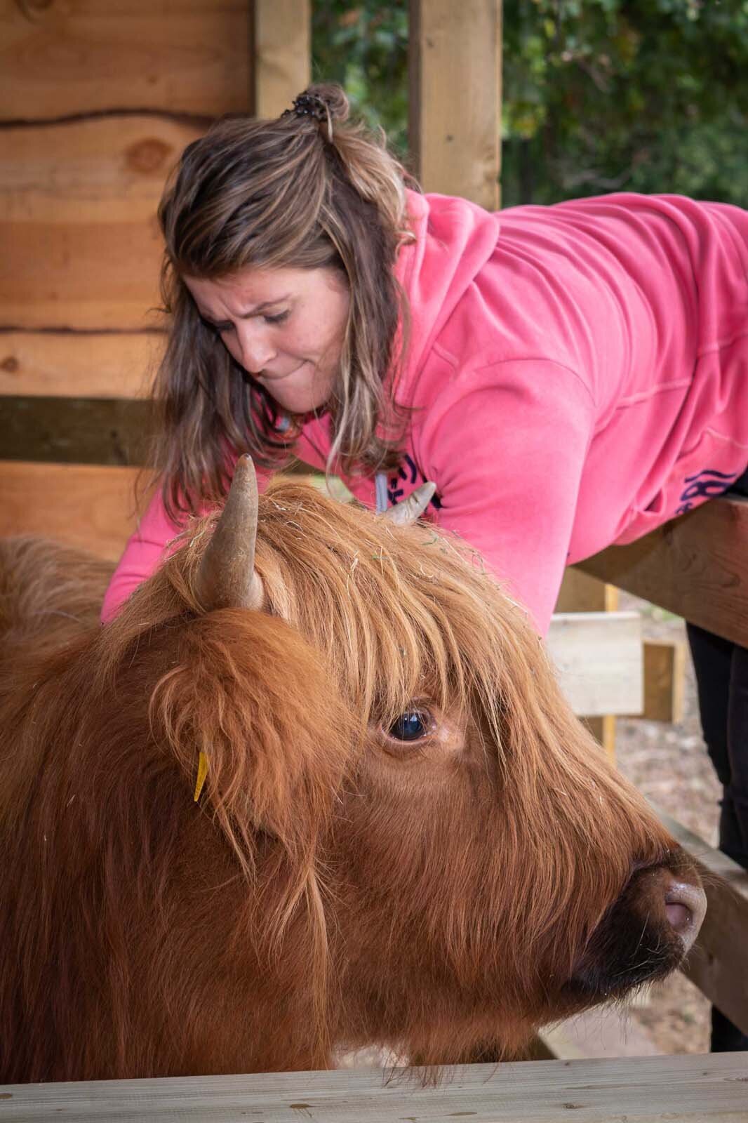 Dasivet Dierenartsen: dierenarts Laakdal voor herkauwers