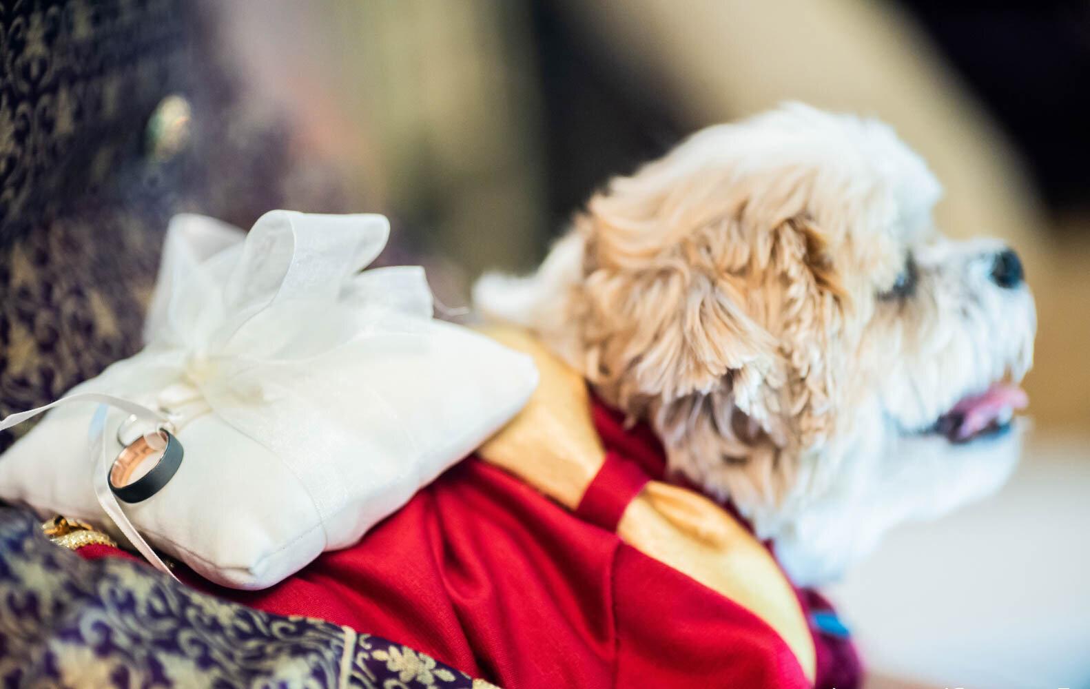 a dog of honor with a  ring pillow