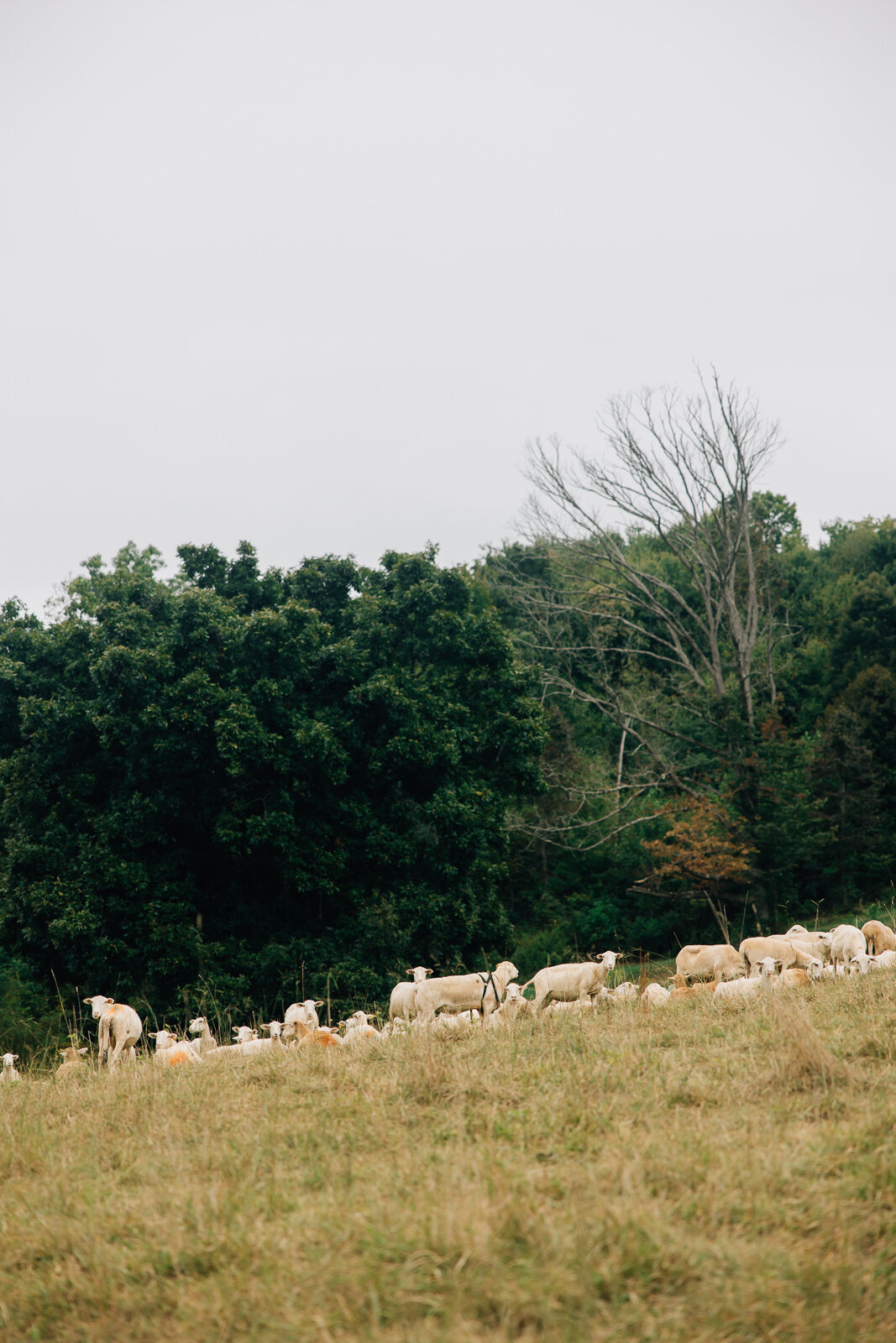 mountain-wedding-waynesville-nc-chestnut-ridge-11