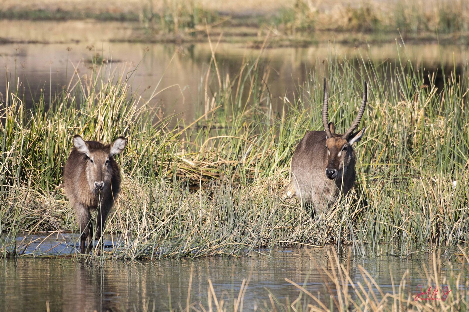 2019 Waterbuck