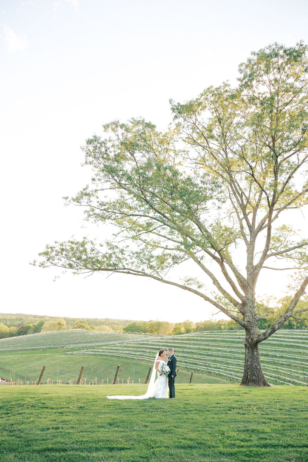 Bride and groom stand under tree at Montaluce Winery & Vineyards