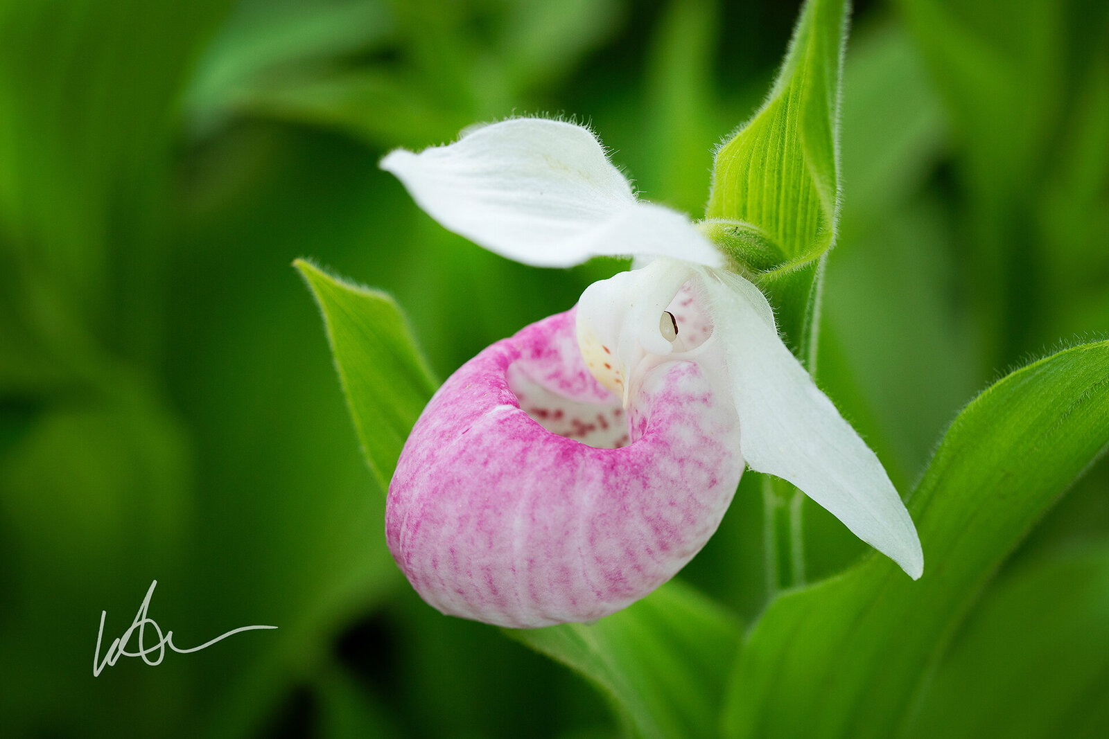 Pink Lady Slipper Minnesota State Flower