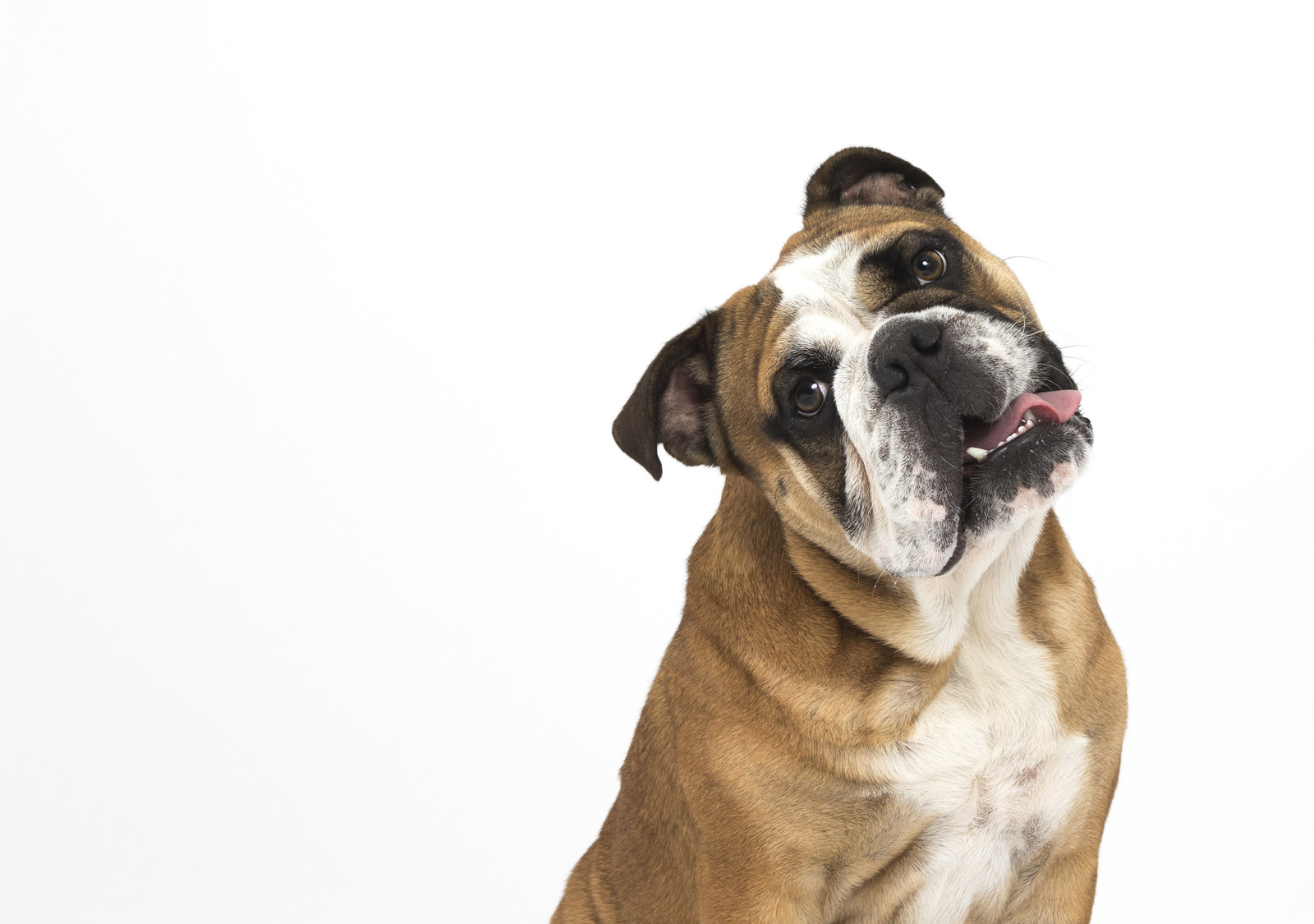 san diego pet studio 4