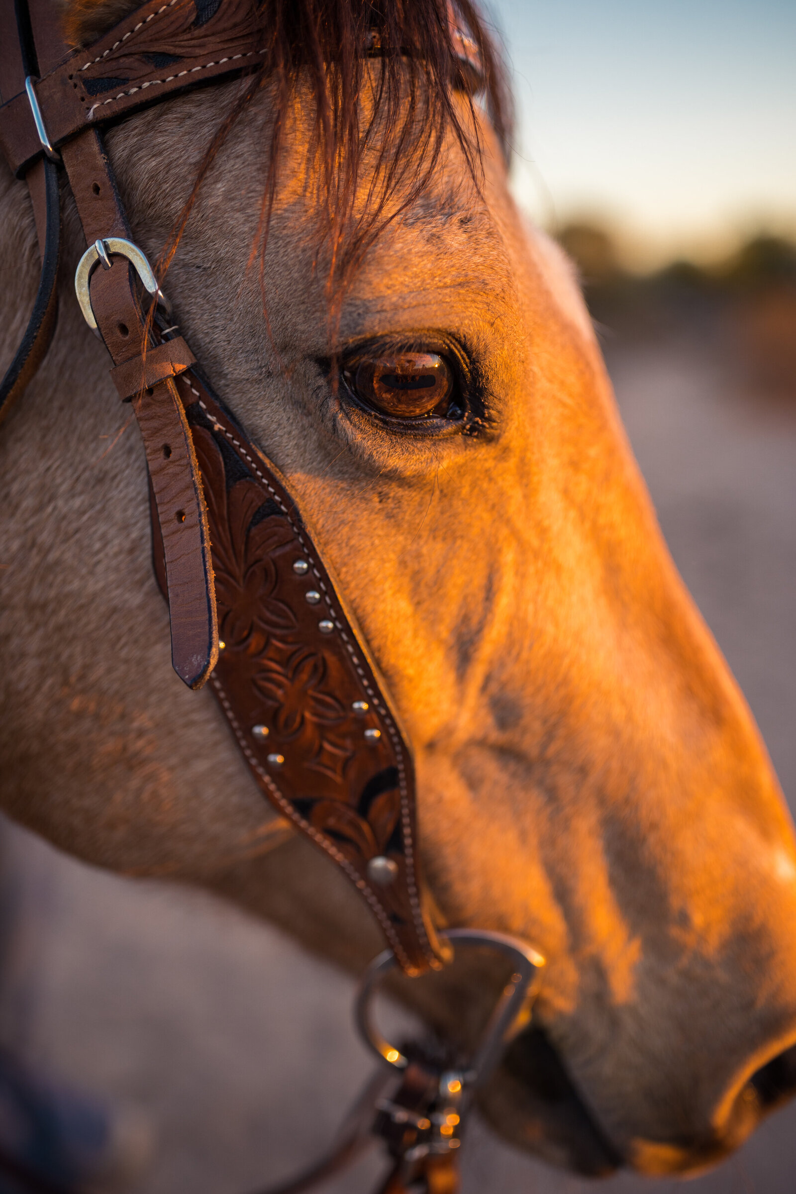 horse included in elopement day