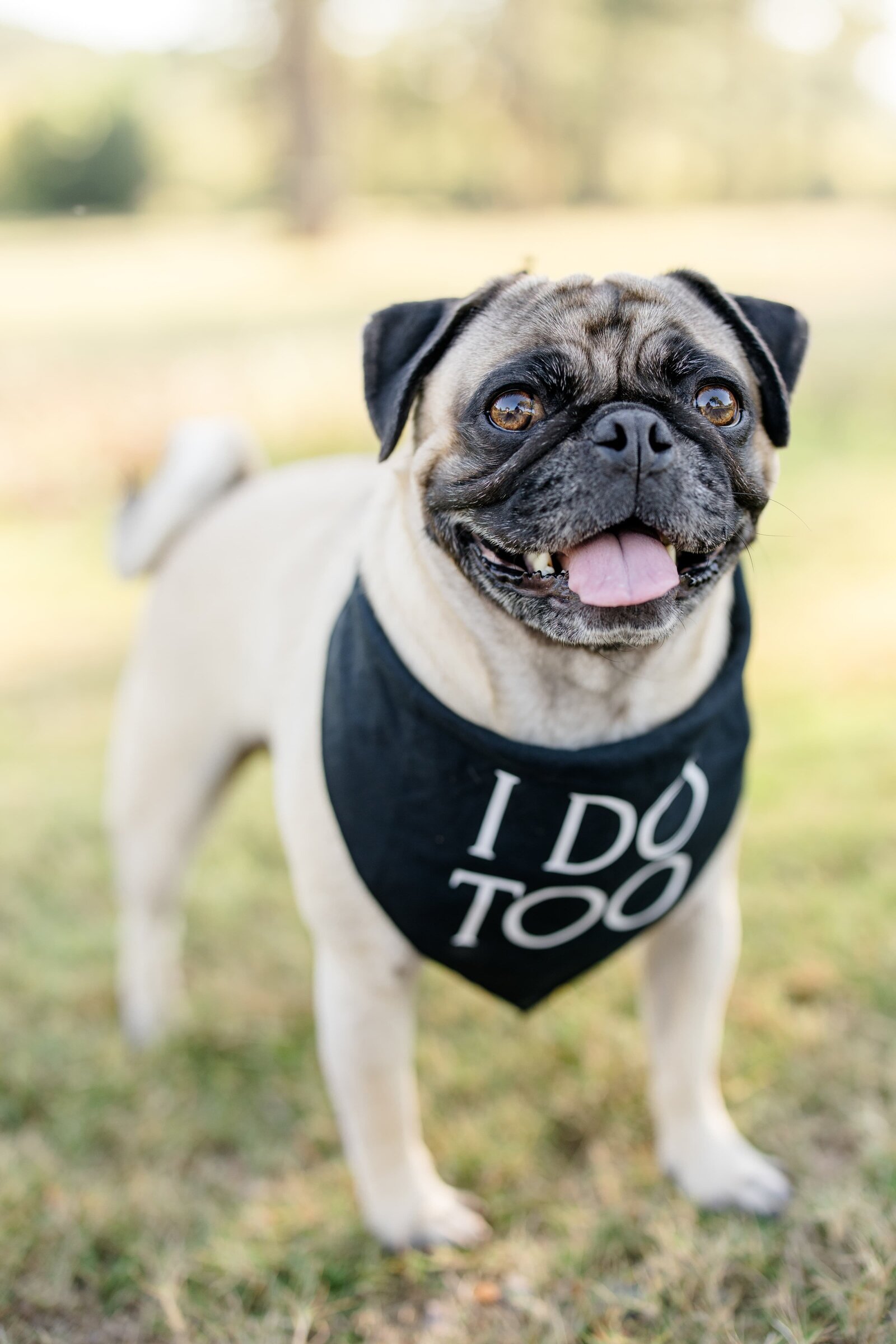 The Beloved Pup Photo Studio - Birmingham, Alabama Commercial Dog Photographer 28