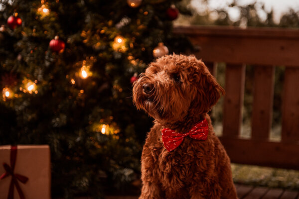 DSC_8690-Edit