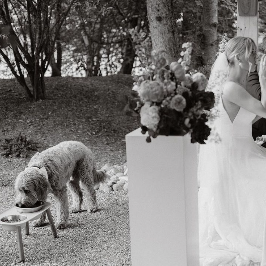 A black-and-white photo of a bride seated outdoors in a wedding dress, with a dog drinking from a bowl nearby. A floral arrangement on a pedestal is visible in the foreground, with trees in the background