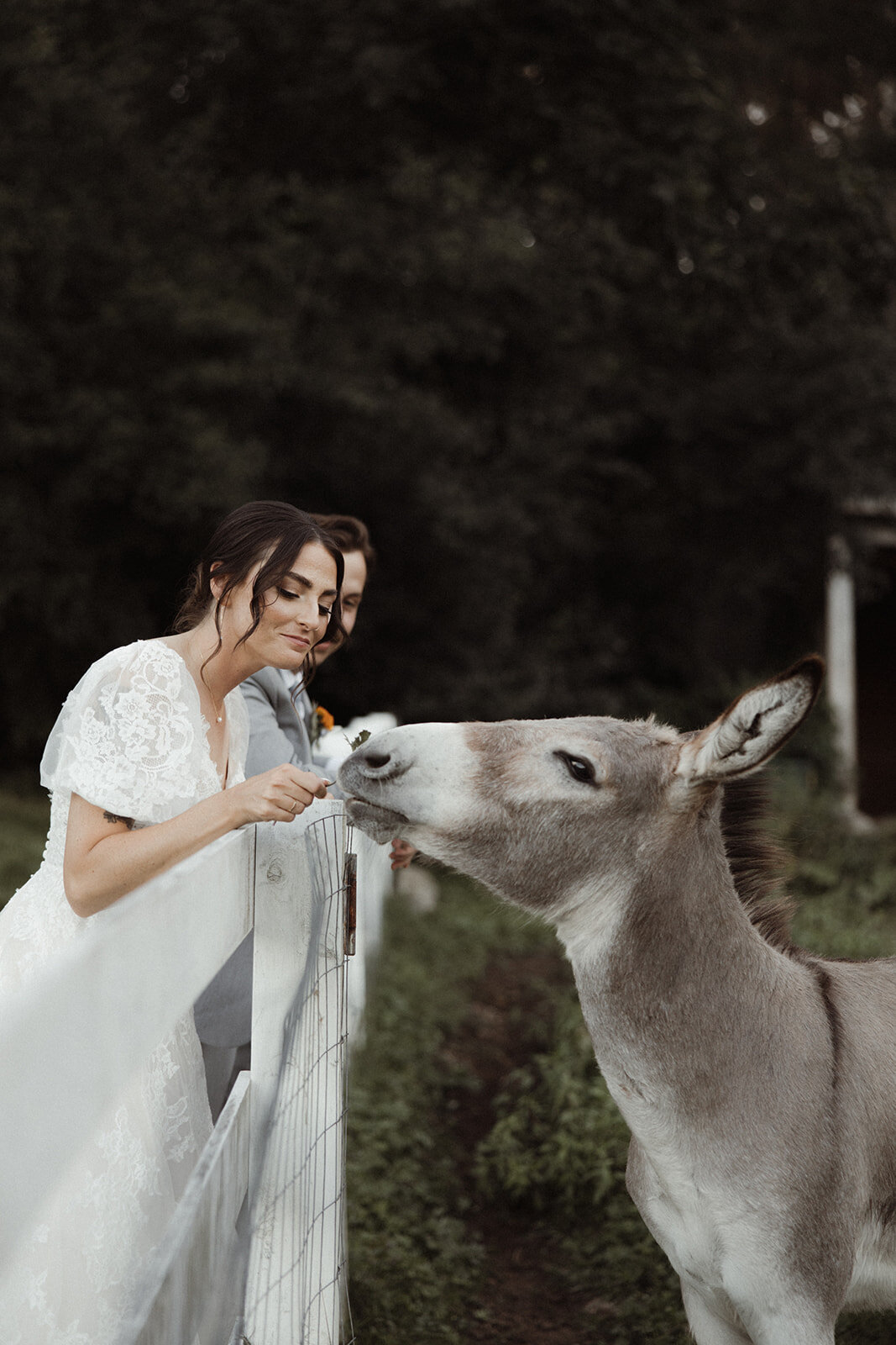Donkeys at Pierce Farm at Witch Hill Wedding | Topsfield, MA Wedding Venue | Sydney Kerbyson Photography