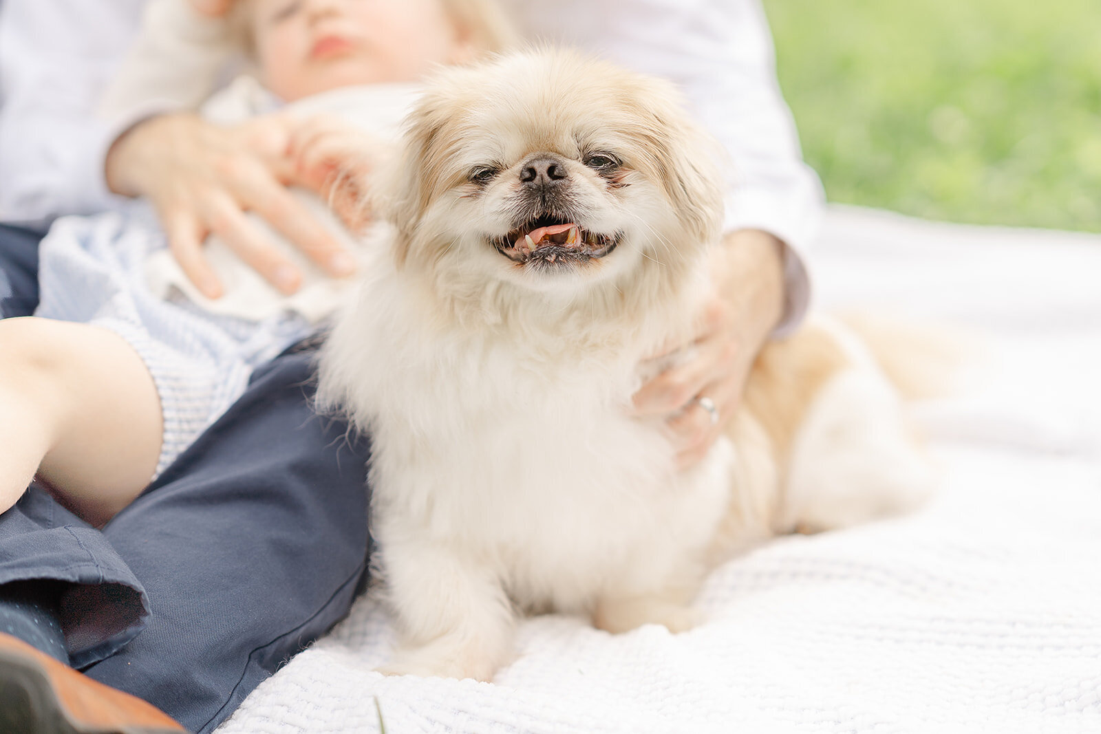 dog smiling during Loudoun County, VA newborn photography