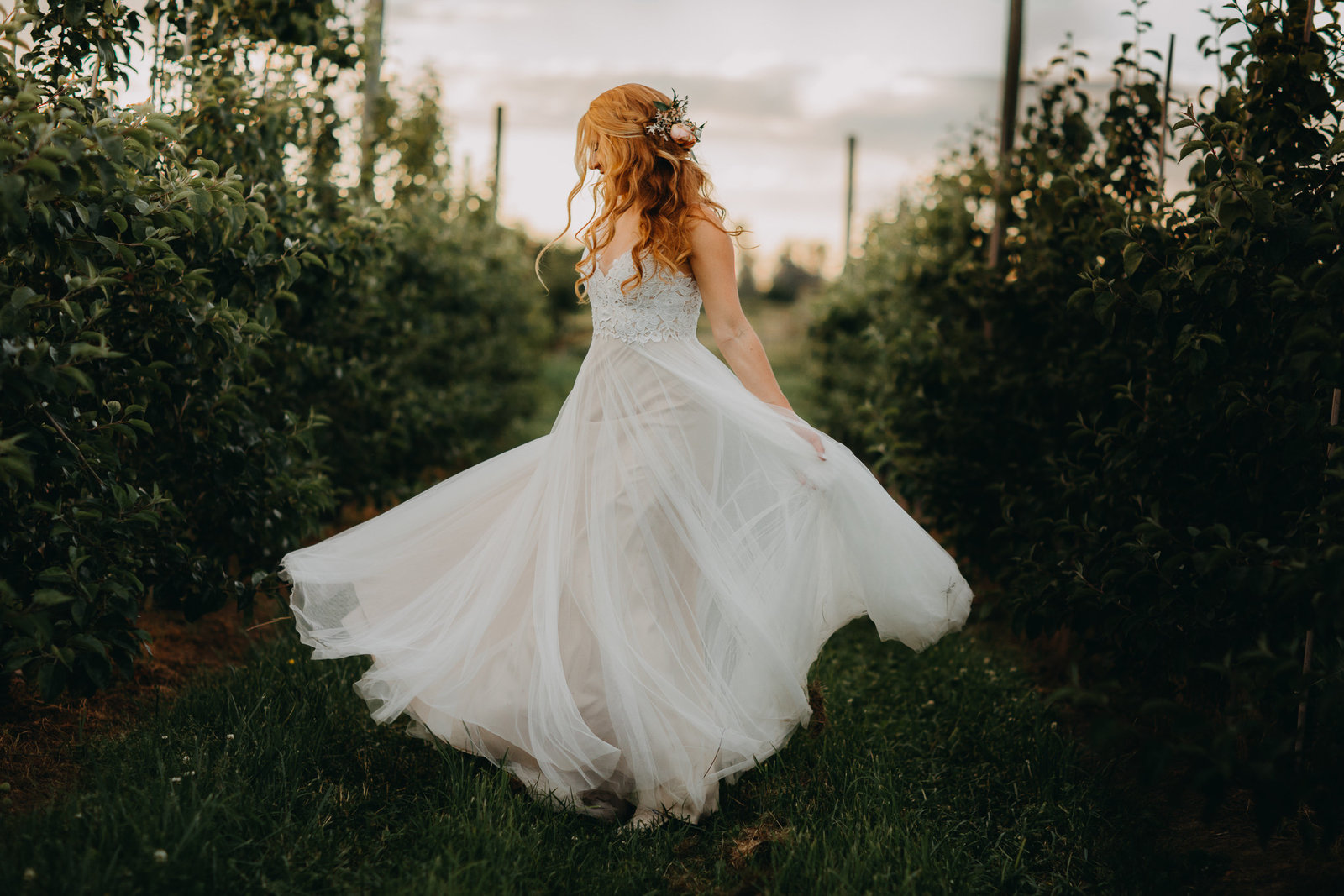 Bride in an apple orchard twirling her dress.
