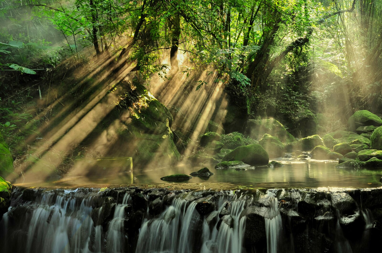 Image of a green forrest with sun rays peaking through the trees