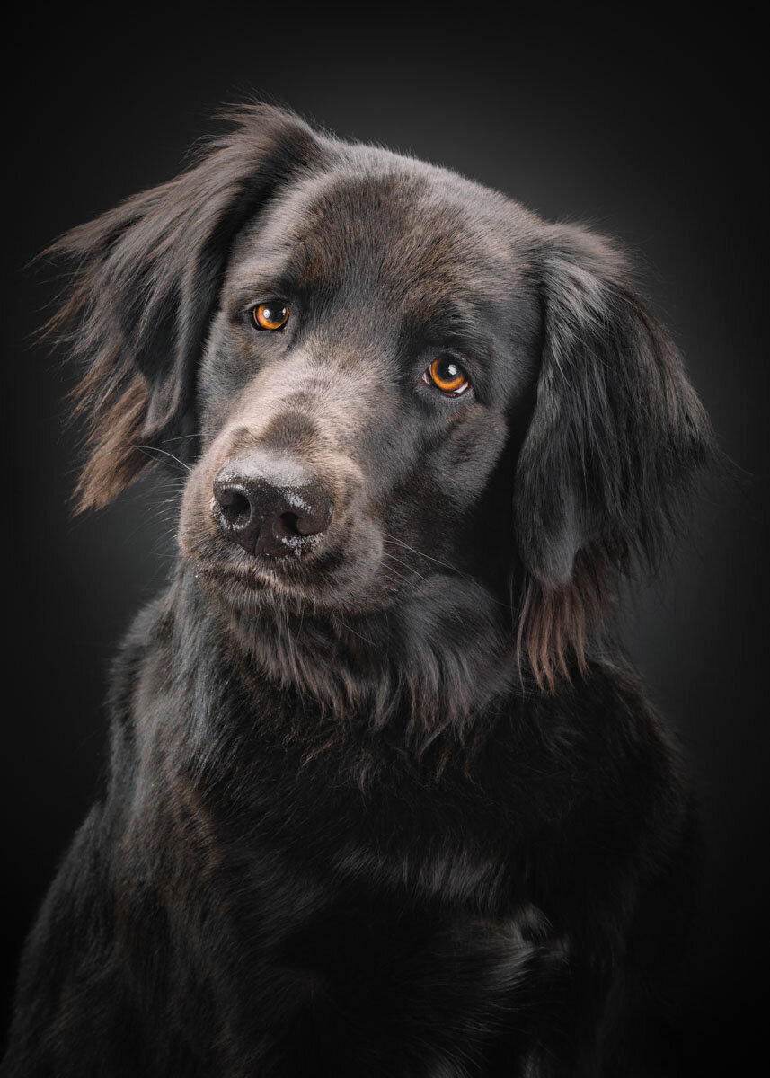 long haired black lab mix