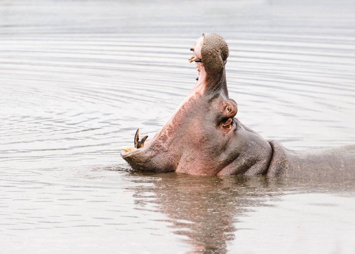 cameron-zegers-travel-photographer-tanzania-hippo-adventure