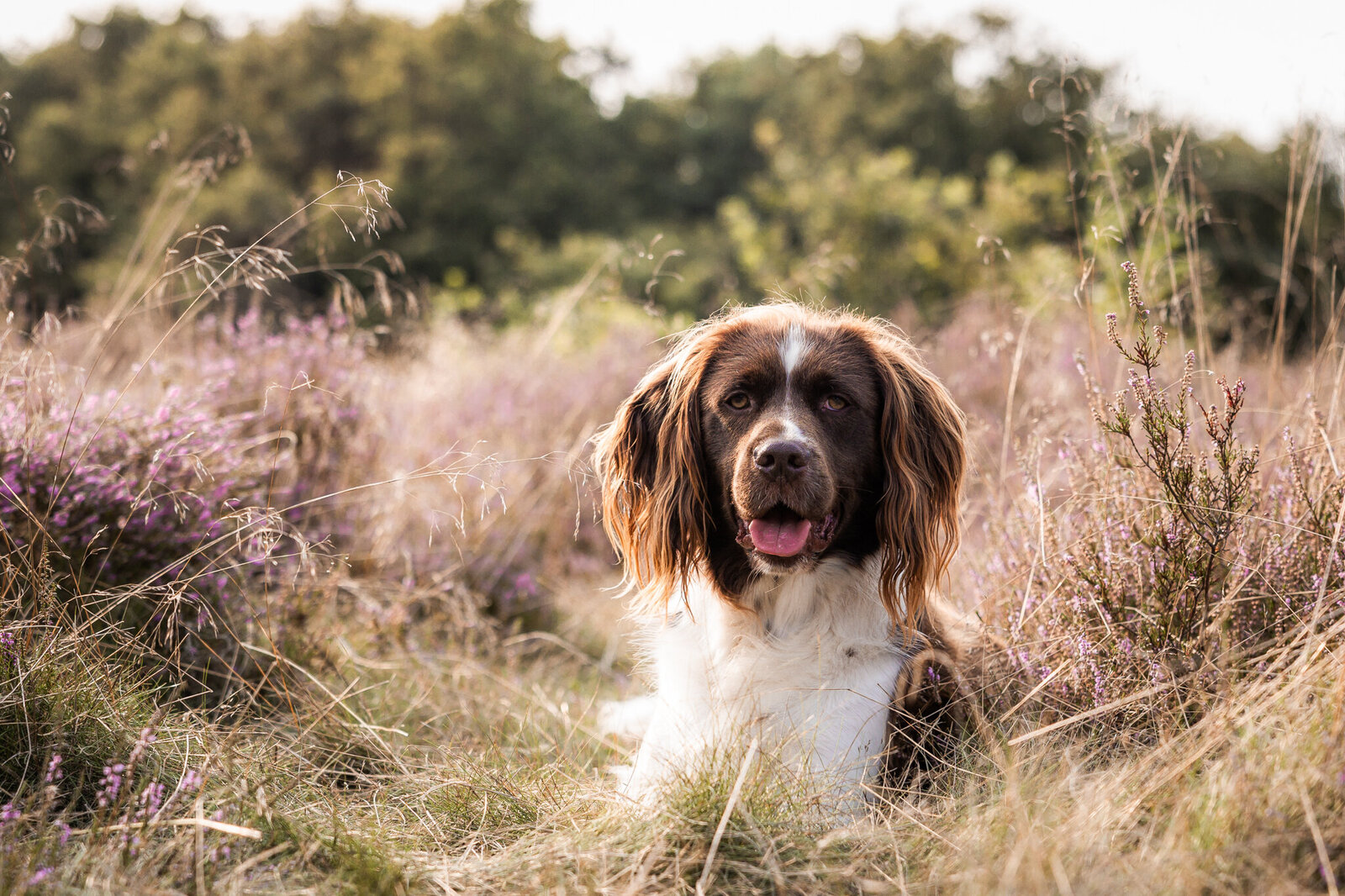 Hondenshoot Loet Fotografie paarse heide