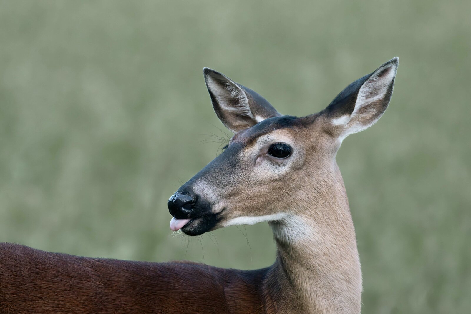 Whitetail deer_Beastbird Media