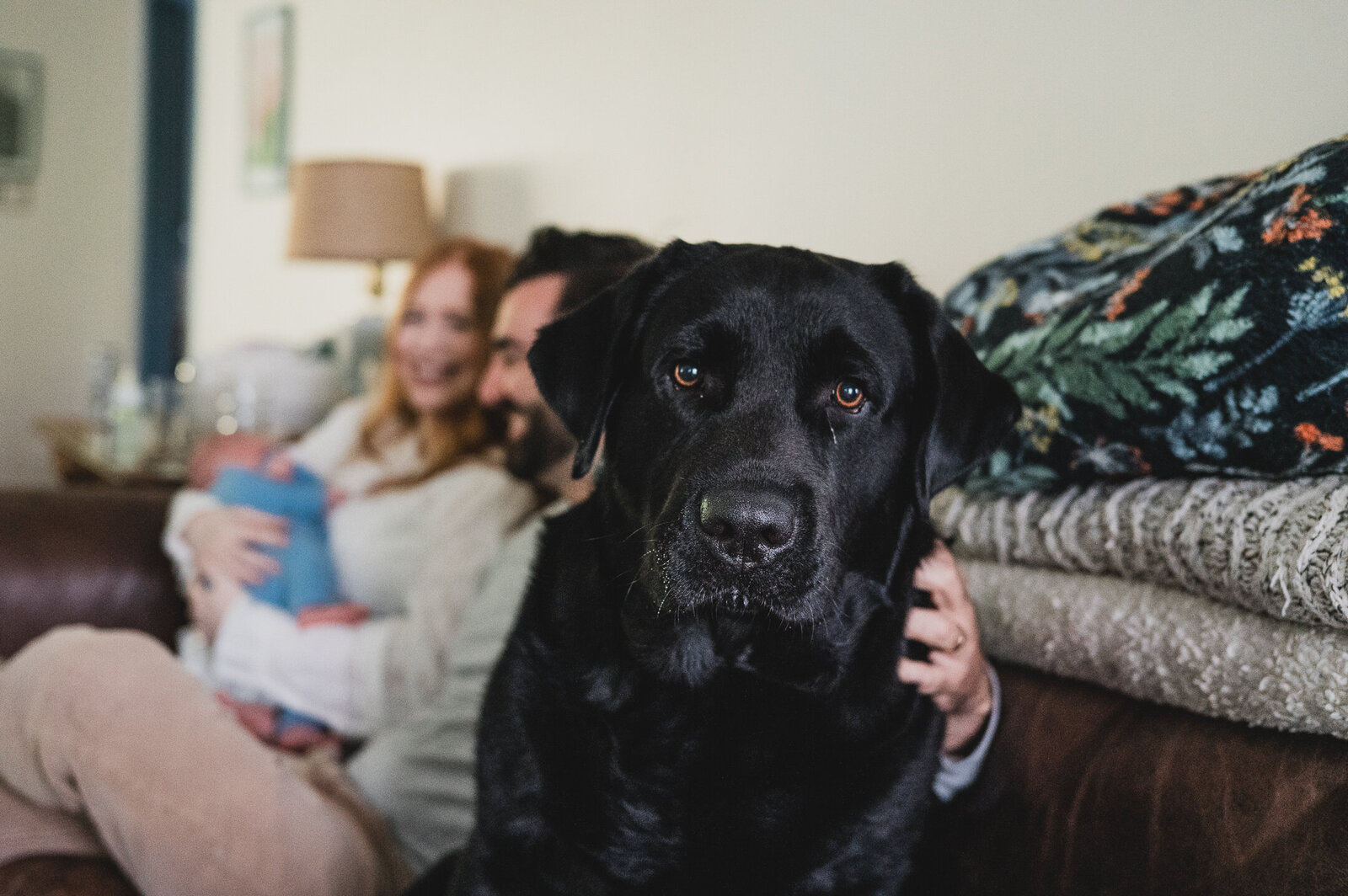 Black lab looking at the camera while parents cuddle their newborn in the background on a couch