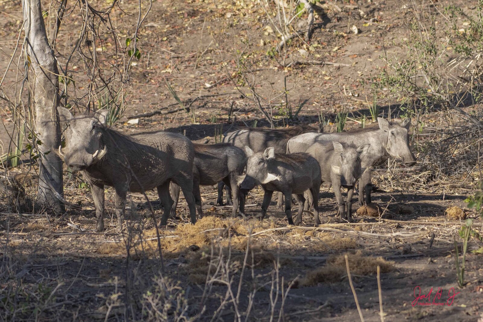 2019 Warthog (1)