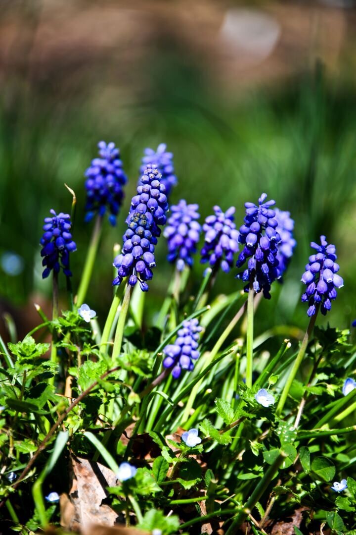 Spring Blooms Pigeon Forge TN