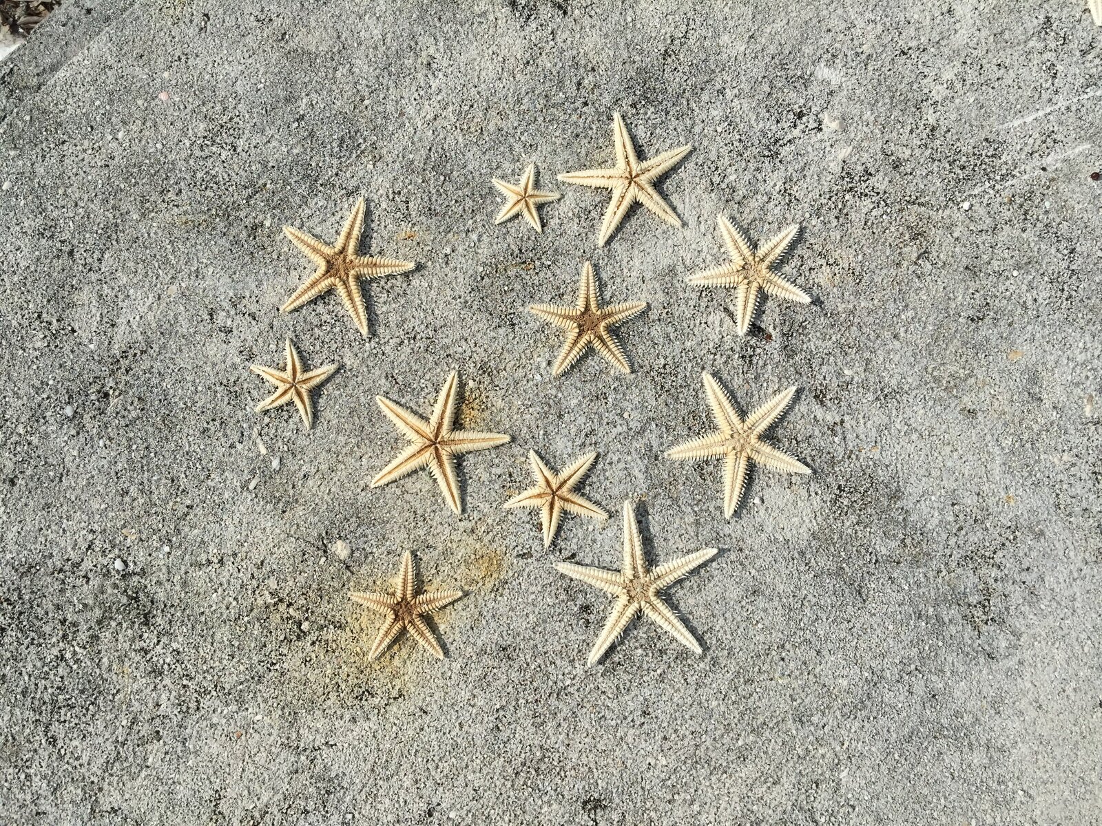 Starfish-Eleuthera-Bahamas-IMG_6839