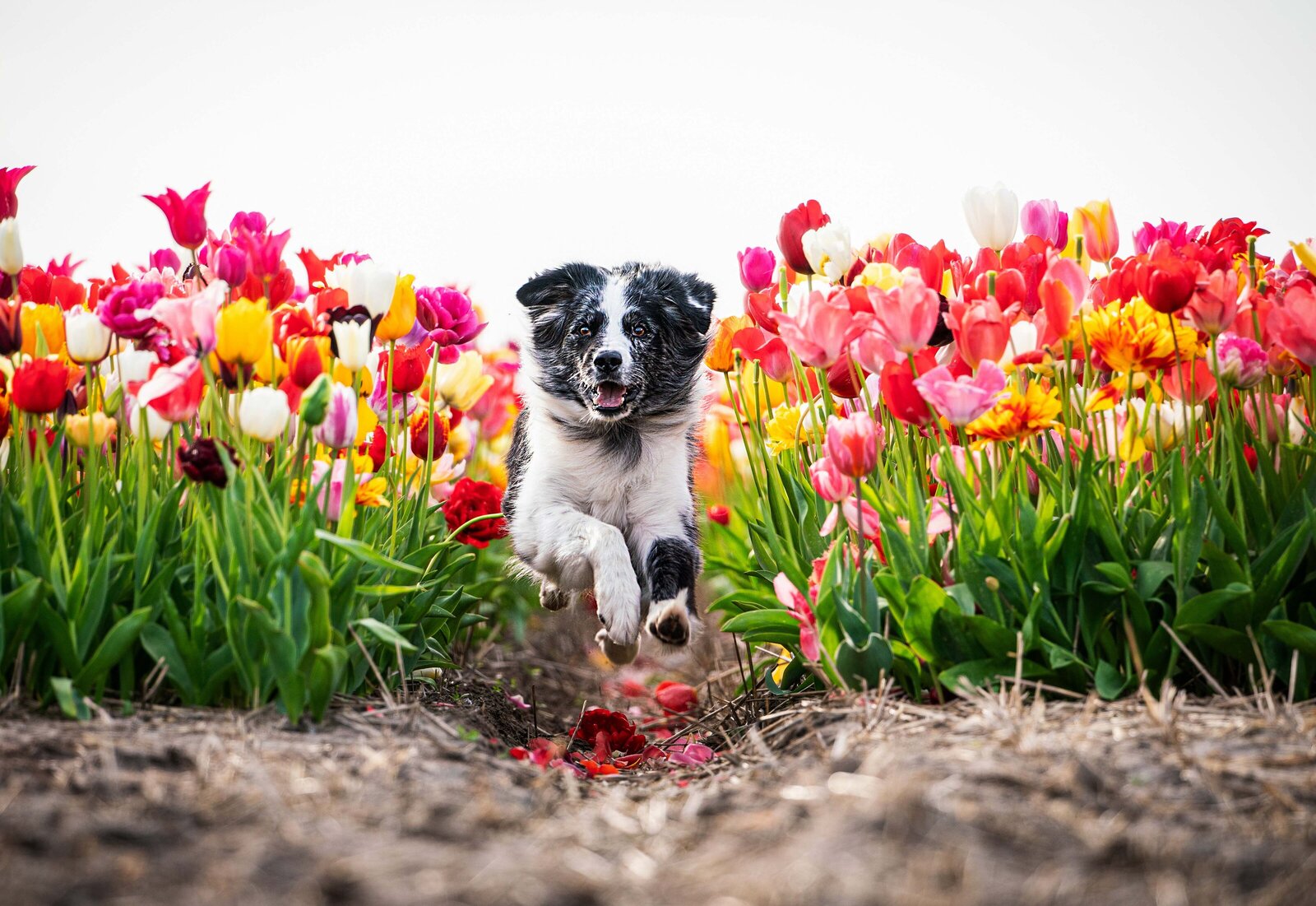 Tulpenfoto gemaakt door Cheyenne Vlottes (6)