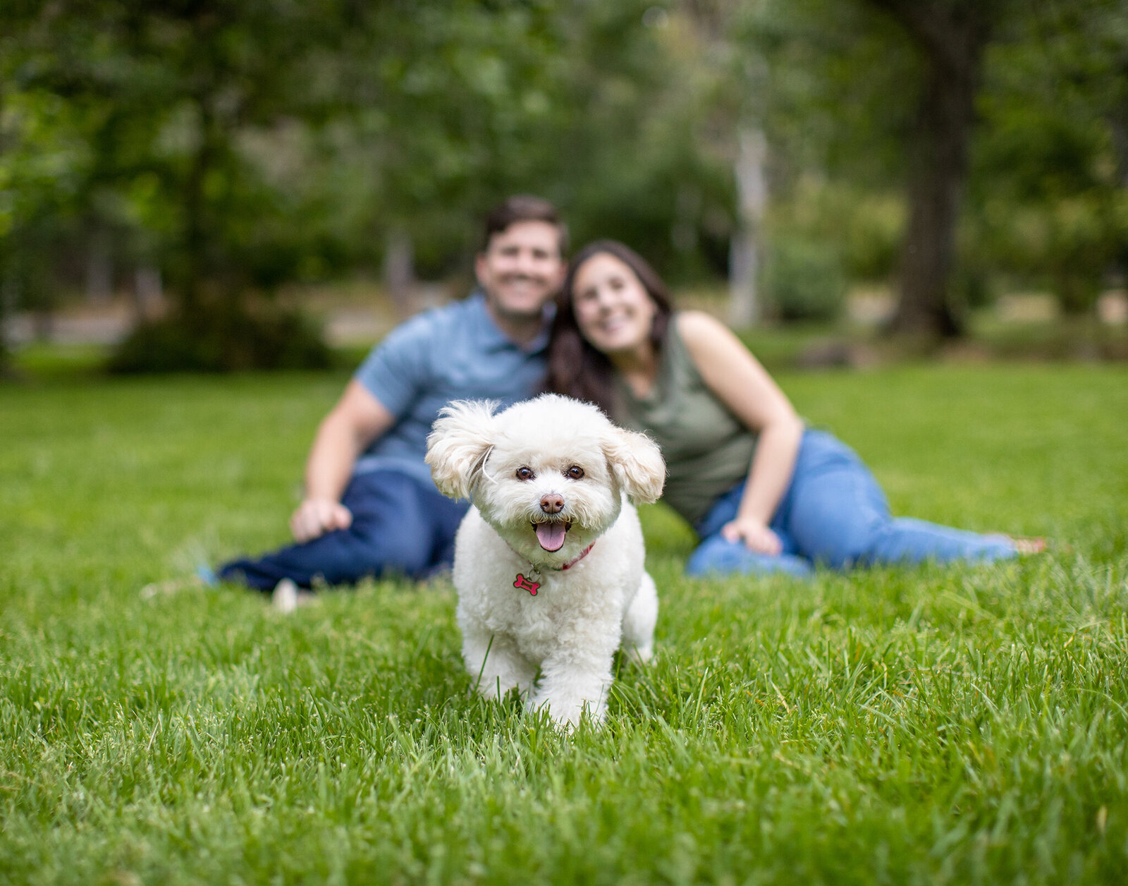 bark in the park dog photos