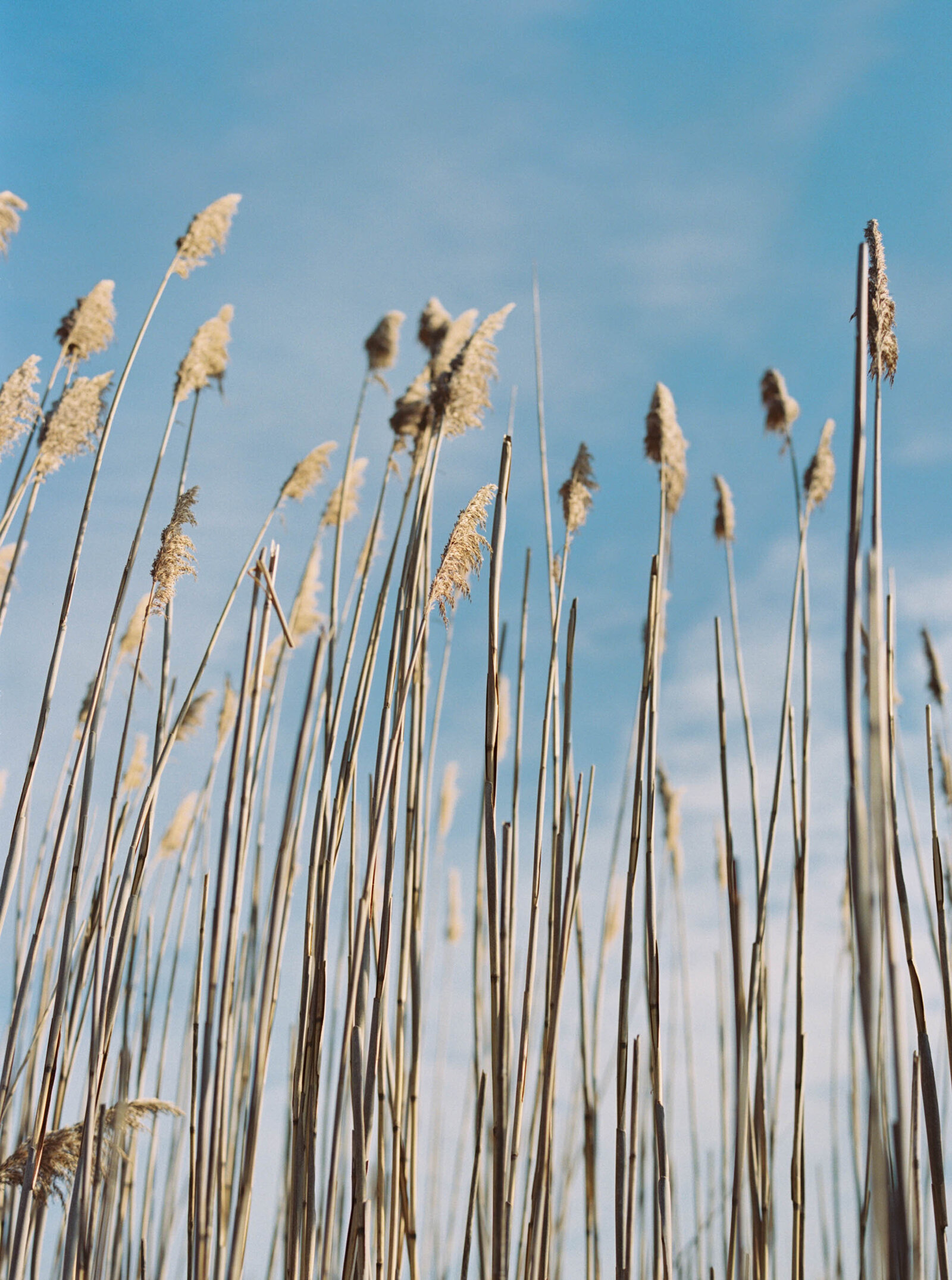 K+F New England Wedding- Alex Krall Photography-29 (1)