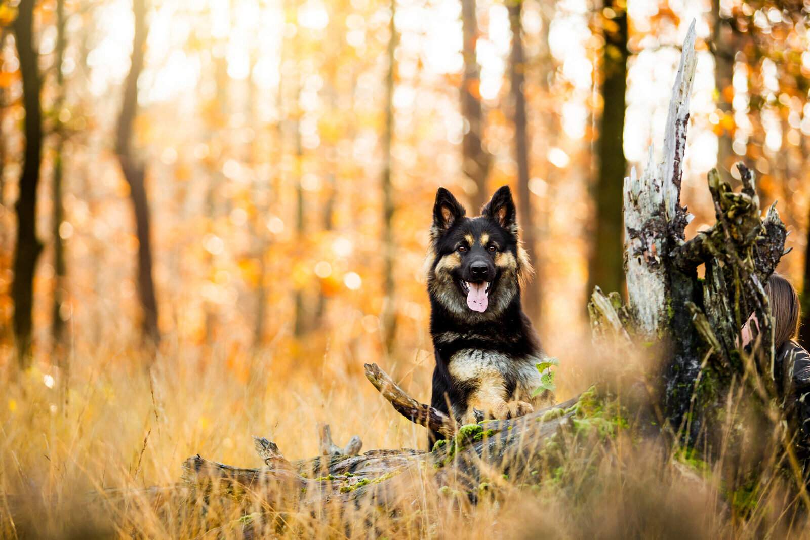 030-20151101-Pretty-Paws-honden-fotografie-Noord-Brabant-bossen-Hollandse-Herder-HR