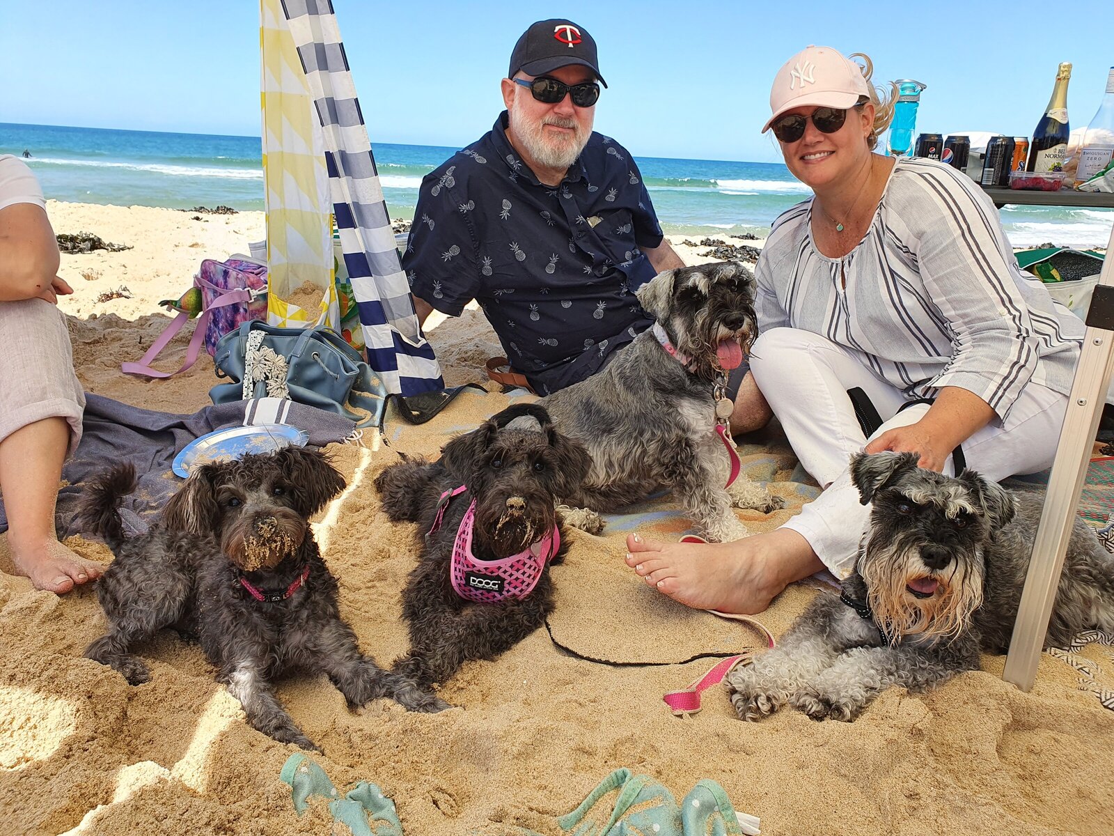 farmstay-dogs-schnoodle-breeders-schnoodle-puppies-nsw7